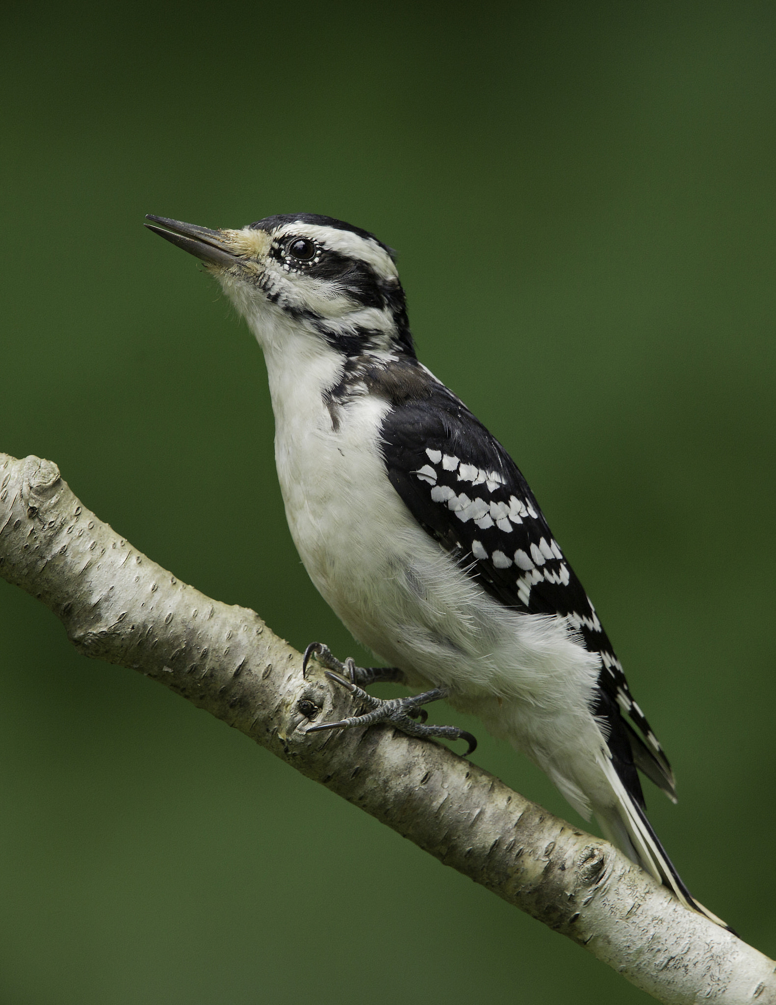 Canon EF 500mm F4L IS II USM sample photo. Hairy woodpecker photography