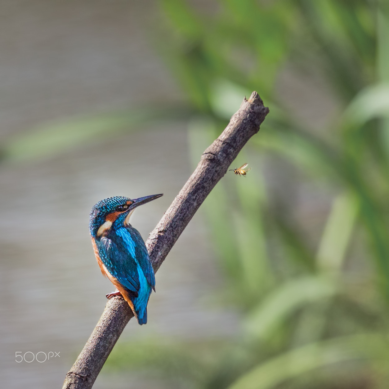 Canon EF 500mm F4L IS II USM sample photo. Kingfisher and wasp photography
