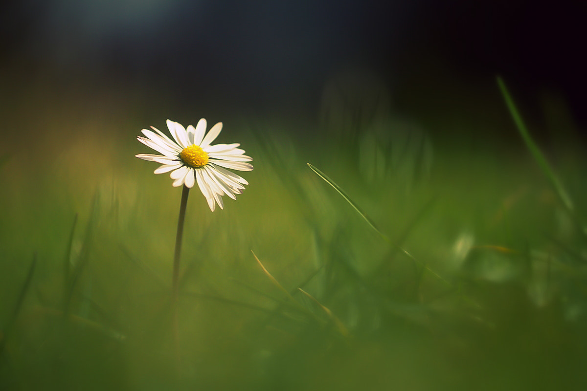 Canon EOS 50D + Canon EF 100mm F2.8L Macro IS USM sample photo. Lazy daisy photography