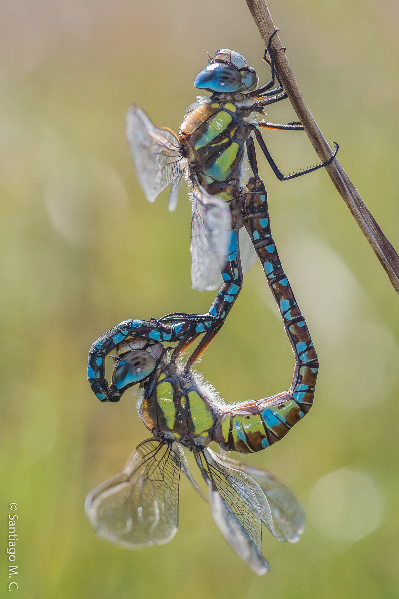 Sony SLT-A77 + Sony 100mm F2.8 Macro sample photo. Aeshna mixta photography