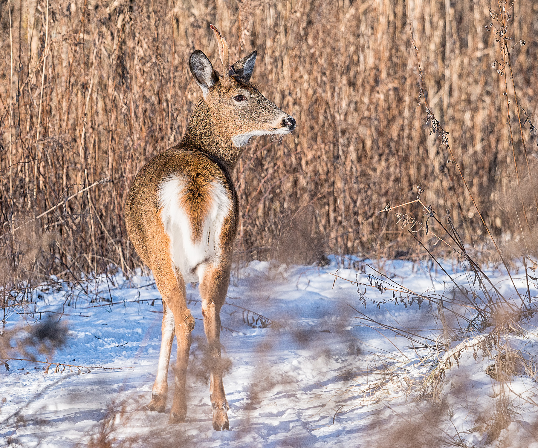 Nikon D800E + Nikon AF-S Nikkor 600mm F4G ED VR sample photo. Modifier photography