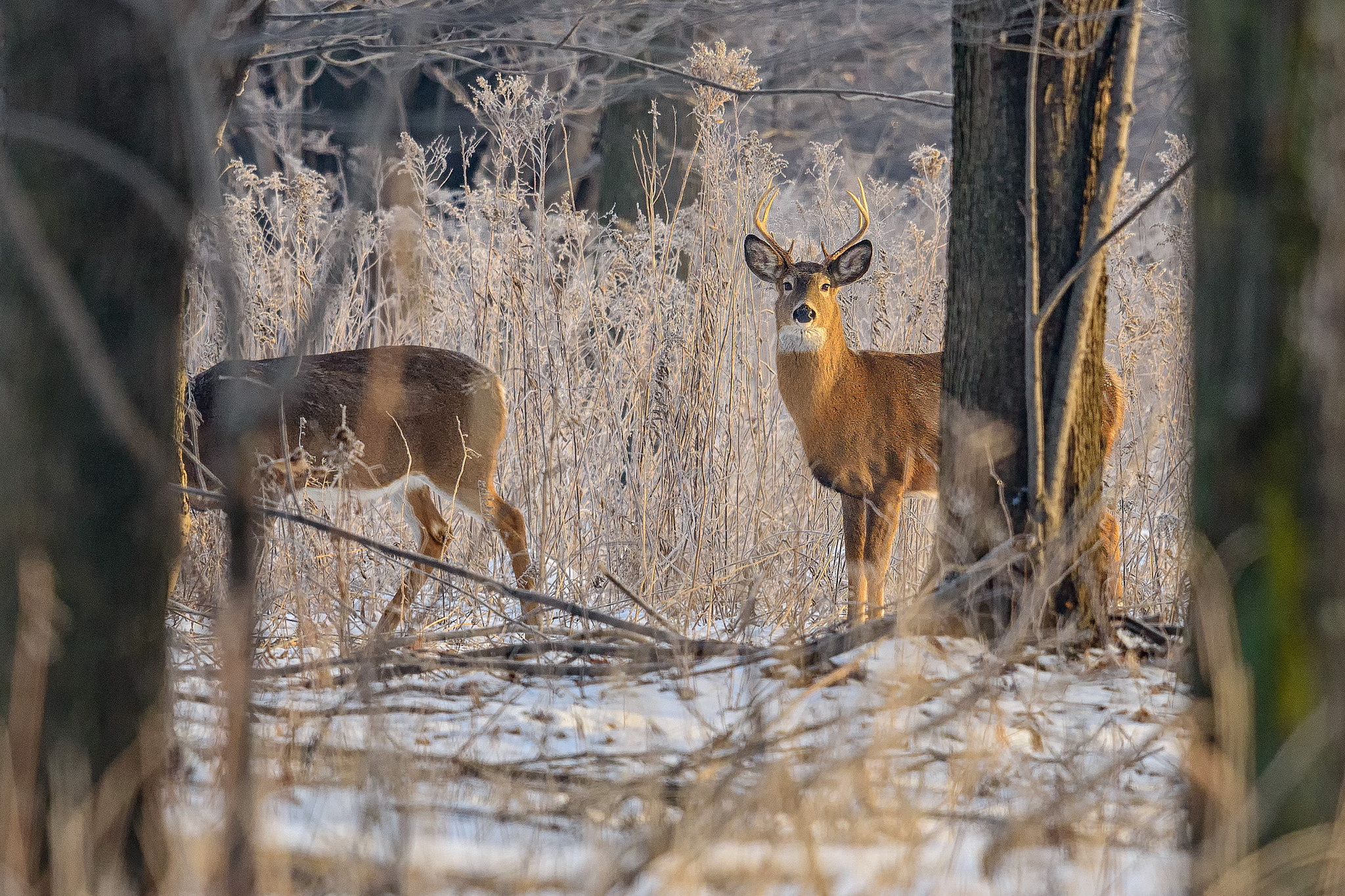 Nikon D800E + Nikon AF-S Nikkor 600mm F4G ED VR sample photo. Modifier photography