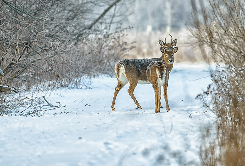 Nikon D800E + Nikon AF-S Nikkor 600mm F4G ED VR sample photo. Modifier photography