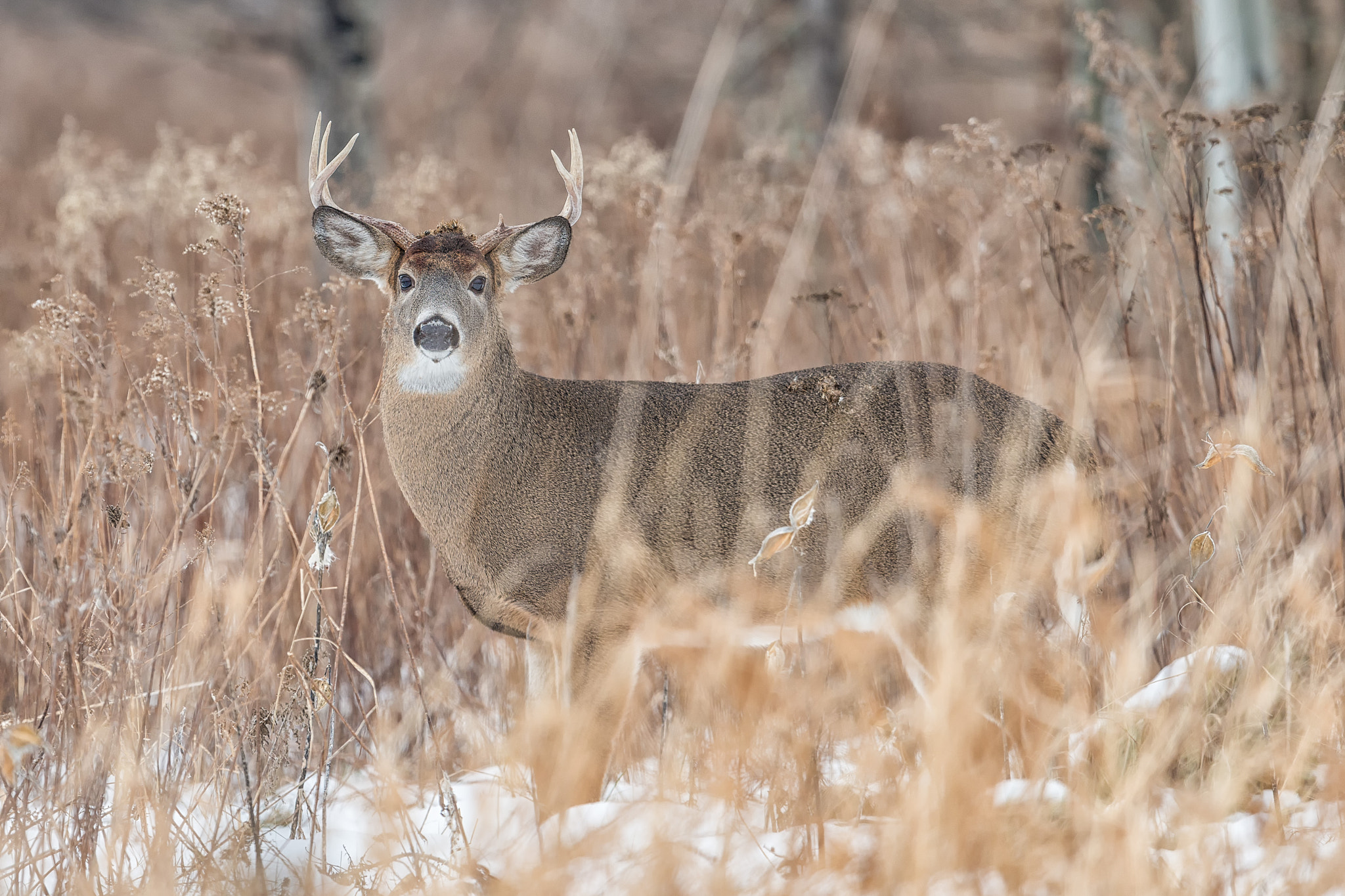 Nikon D800E + Nikon AF-S Nikkor 600mm F4G ED VR sample photo. Modifier photography