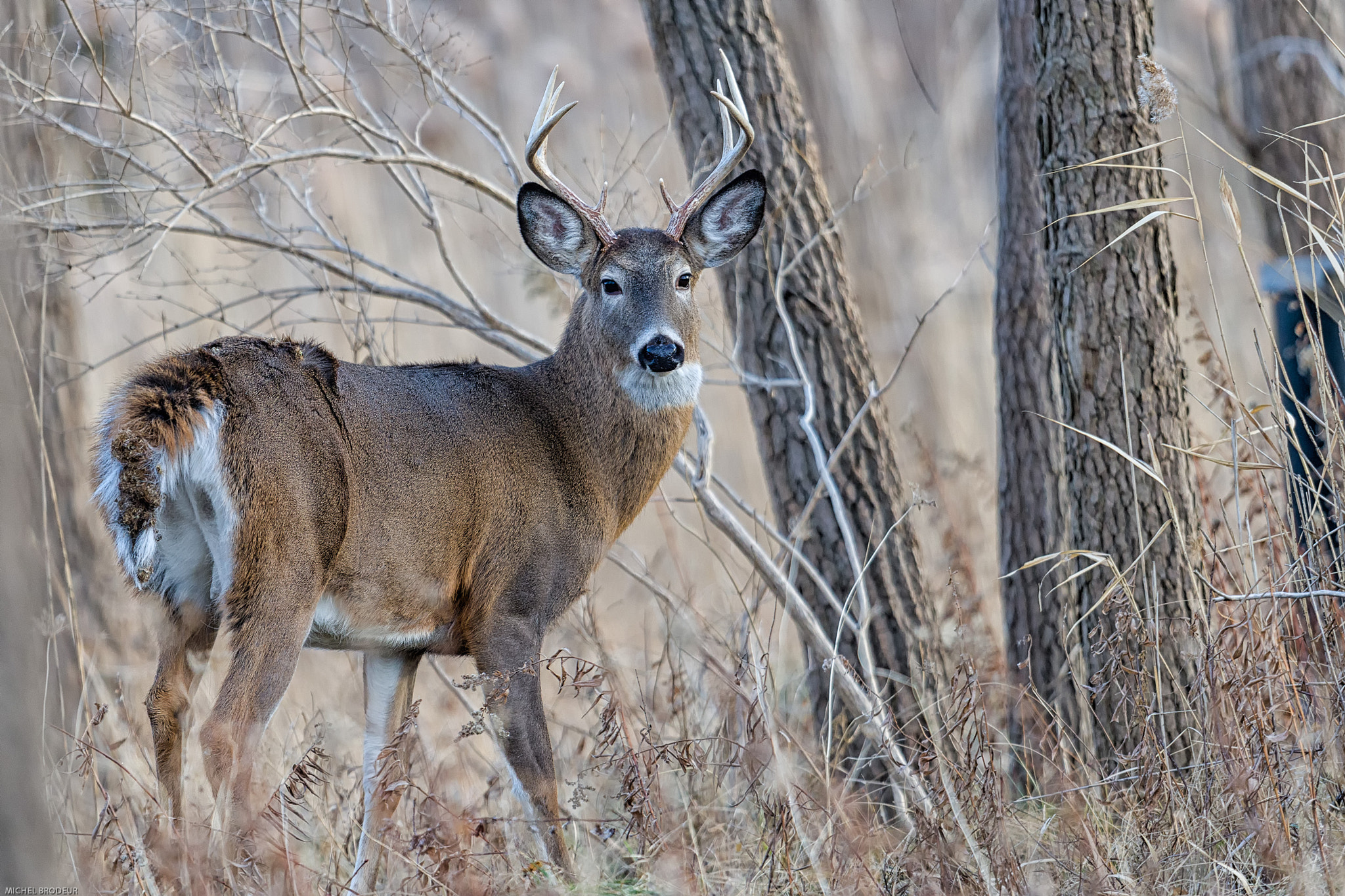 Nikon D800E + Nikon AF-S Nikkor 600mm F4G ED VR sample photo. Modifier photography