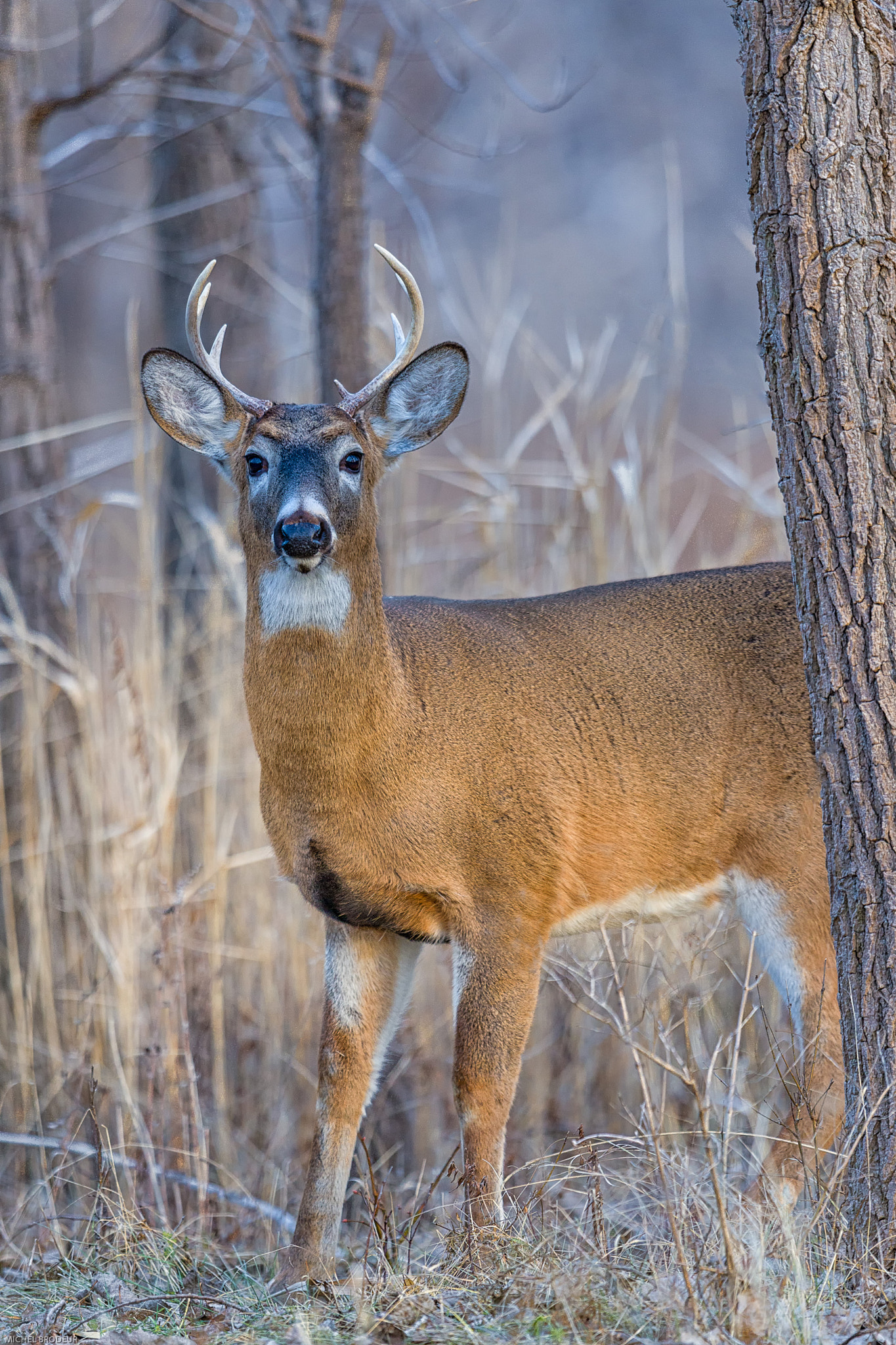 Nikon AF-S Nikkor 600mm F4G ED VR sample photo. Modifier photography