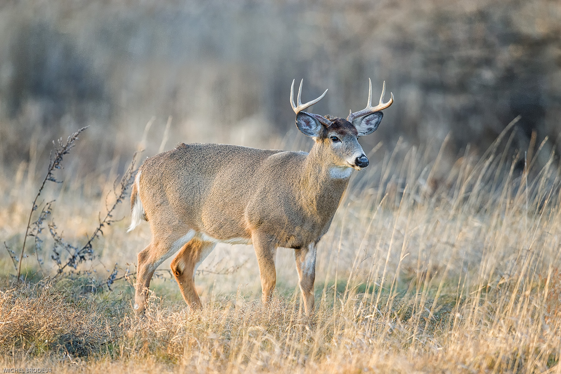 Nikon D800E + Nikon AF-S Nikkor 600mm F4G ED VR sample photo. Modifier photography