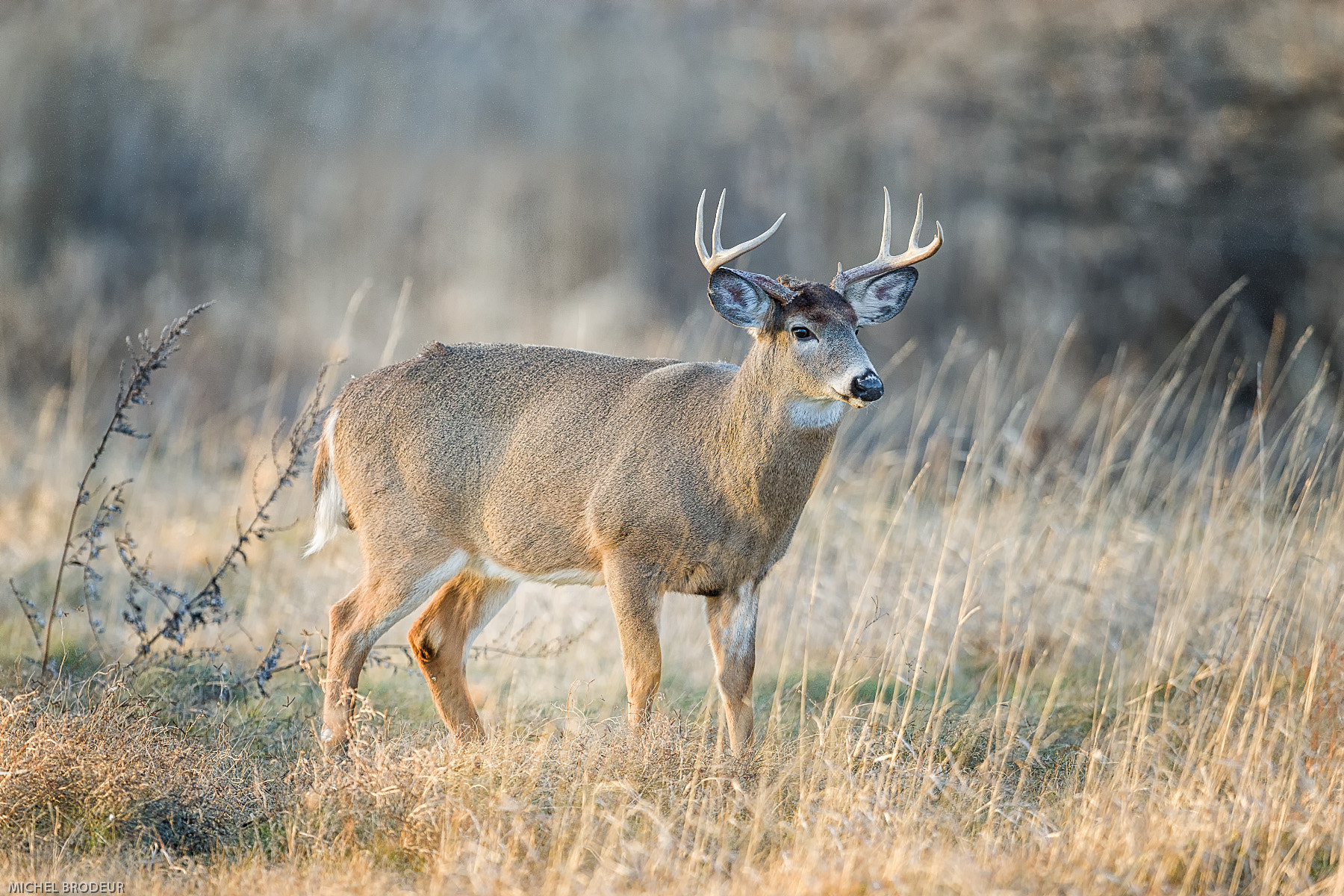 Nikon D800E + Nikon AF-S Nikkor 600mm F4G ED VR sample photo. Modifier photography