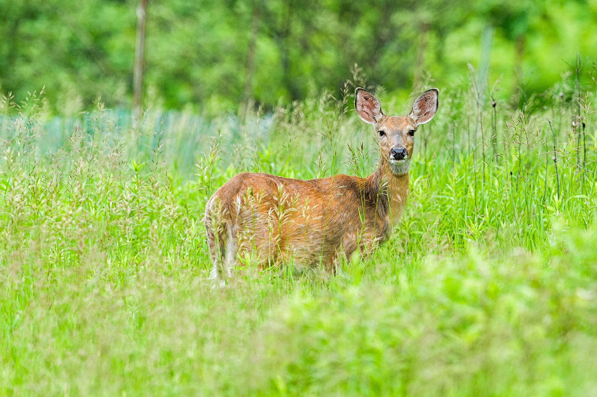 Nikon D3S + Nikon AF-S Nikkor 600mm F4G ED VR sample photo. Modifier photography