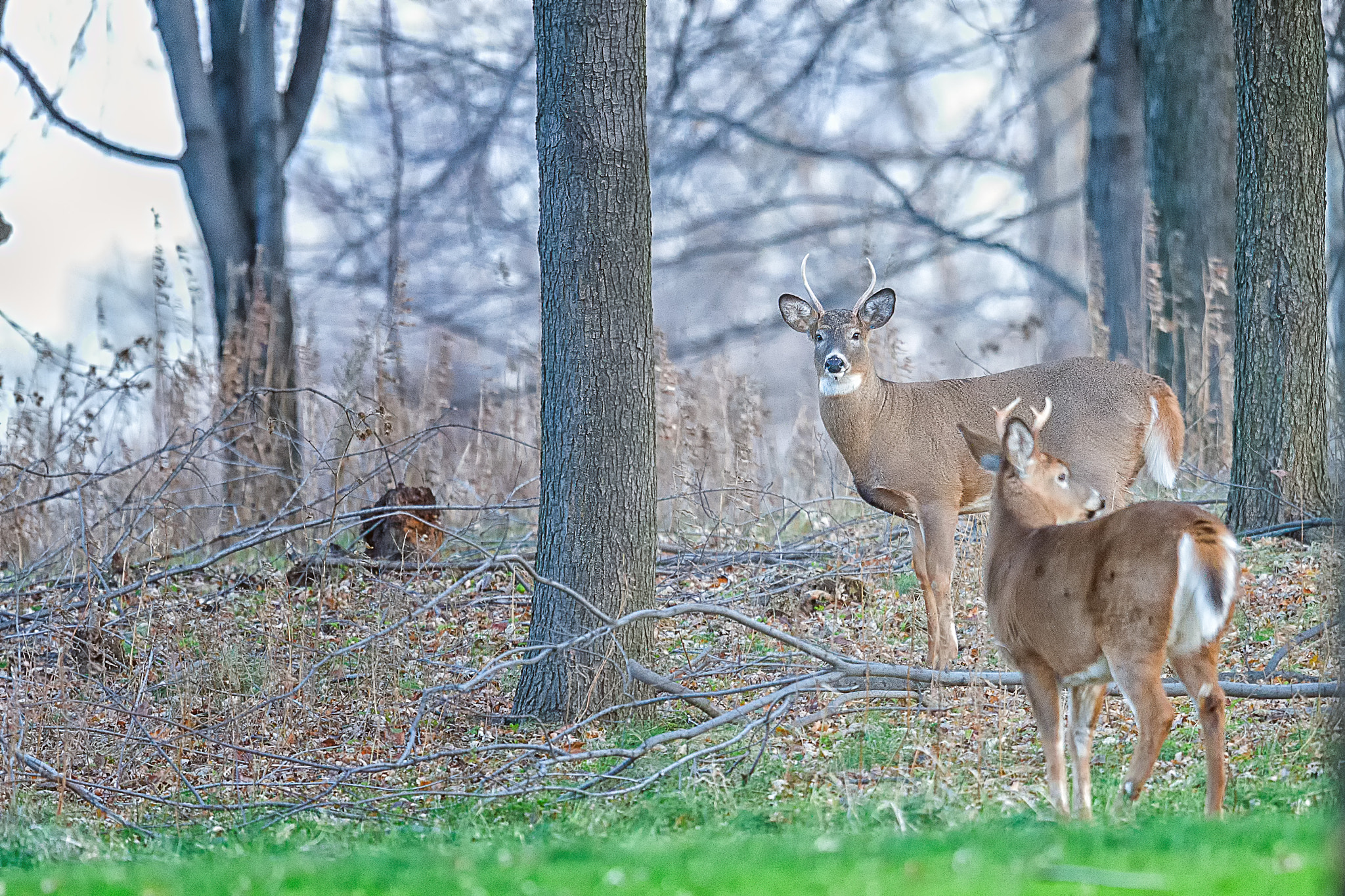 Nikon D3S + Nikon AF-S Nikkor 600mm F4G ED VR sample photo. Modifier photography