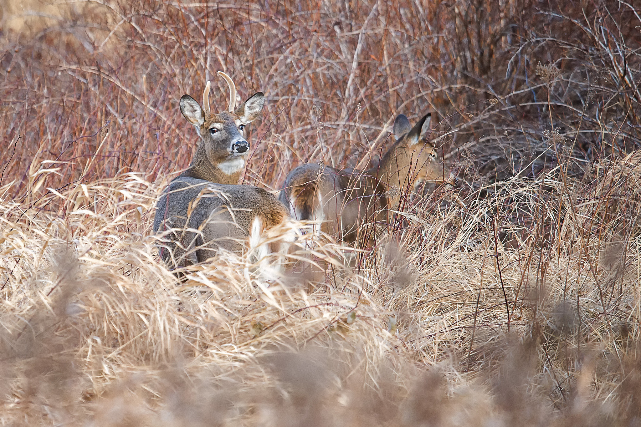 Nikon D3S + Nikon AF-S Nikkor 600mm F4G ED VR sample photo. Modifier photography