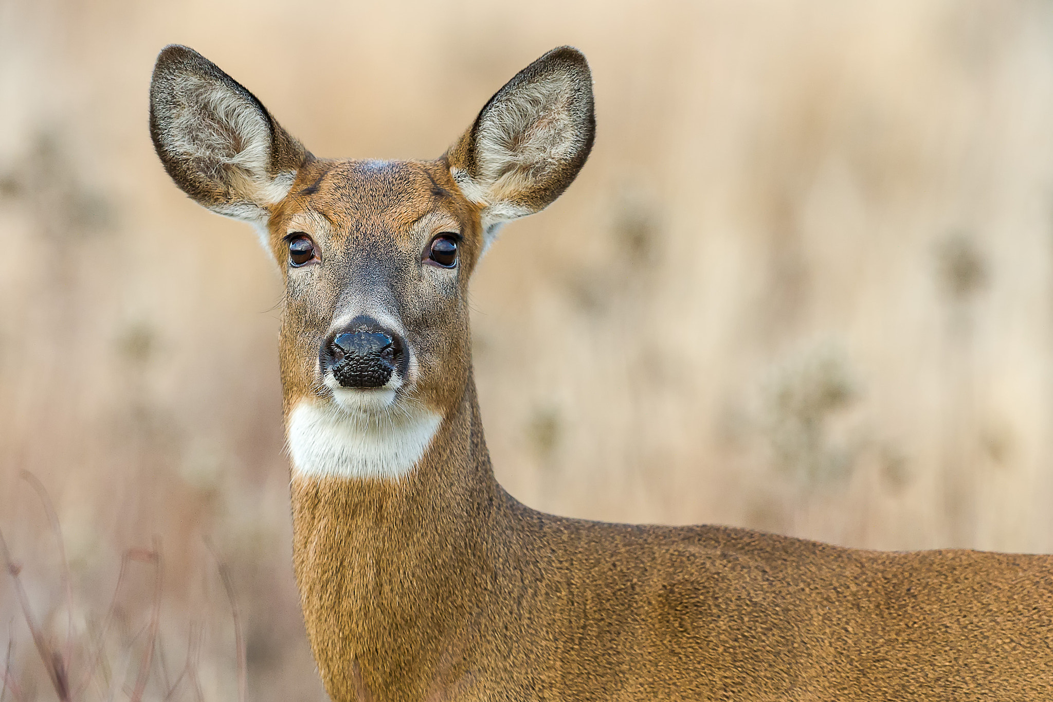 Nikon D3S + Nikon AF-S Nikkor 600mm F4G ED VR sample photo. Modifier photography