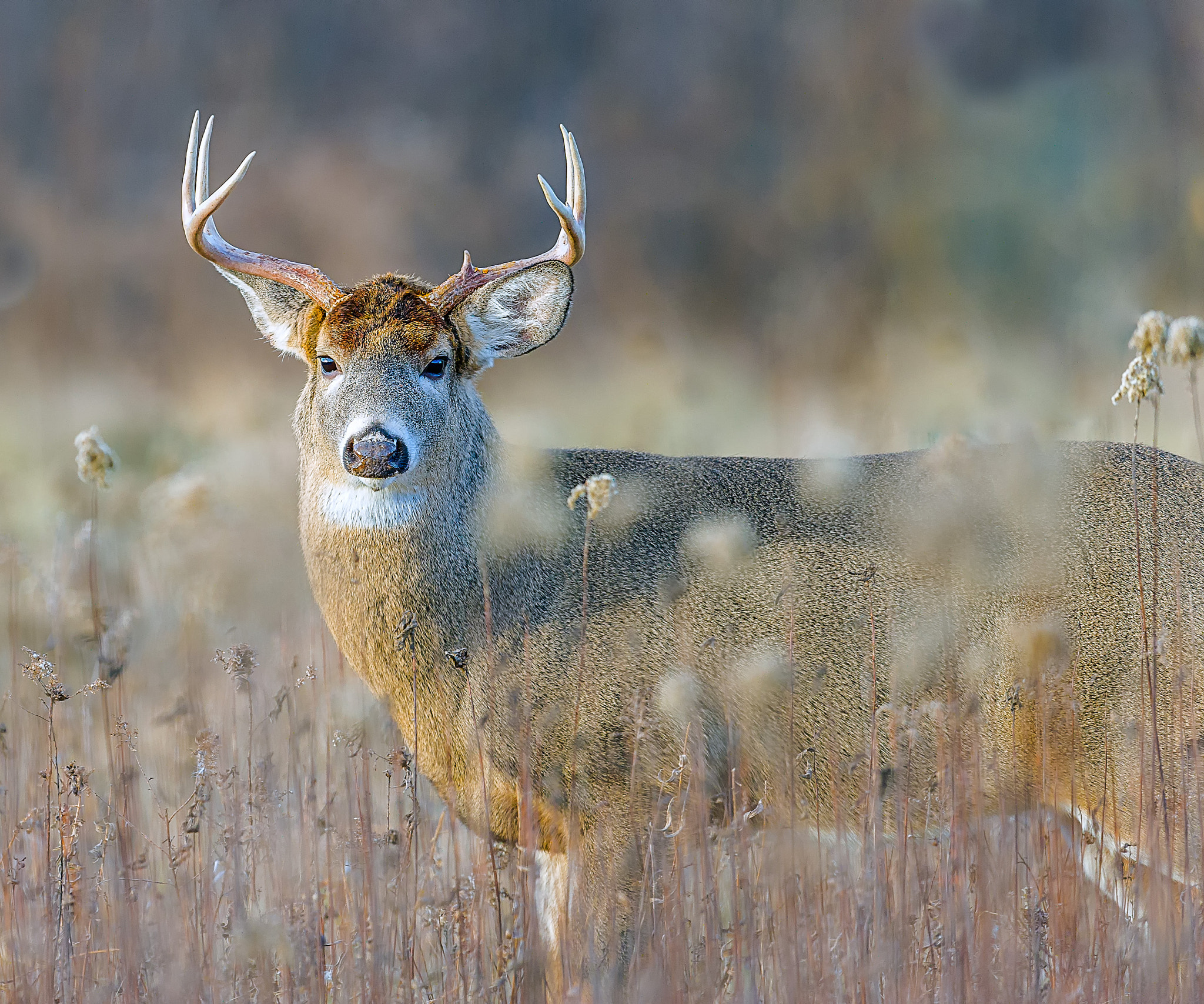Nikon D3S + Nikon AF-S Nikkor 600mm F4G ED VR sample photo. Modifier photography