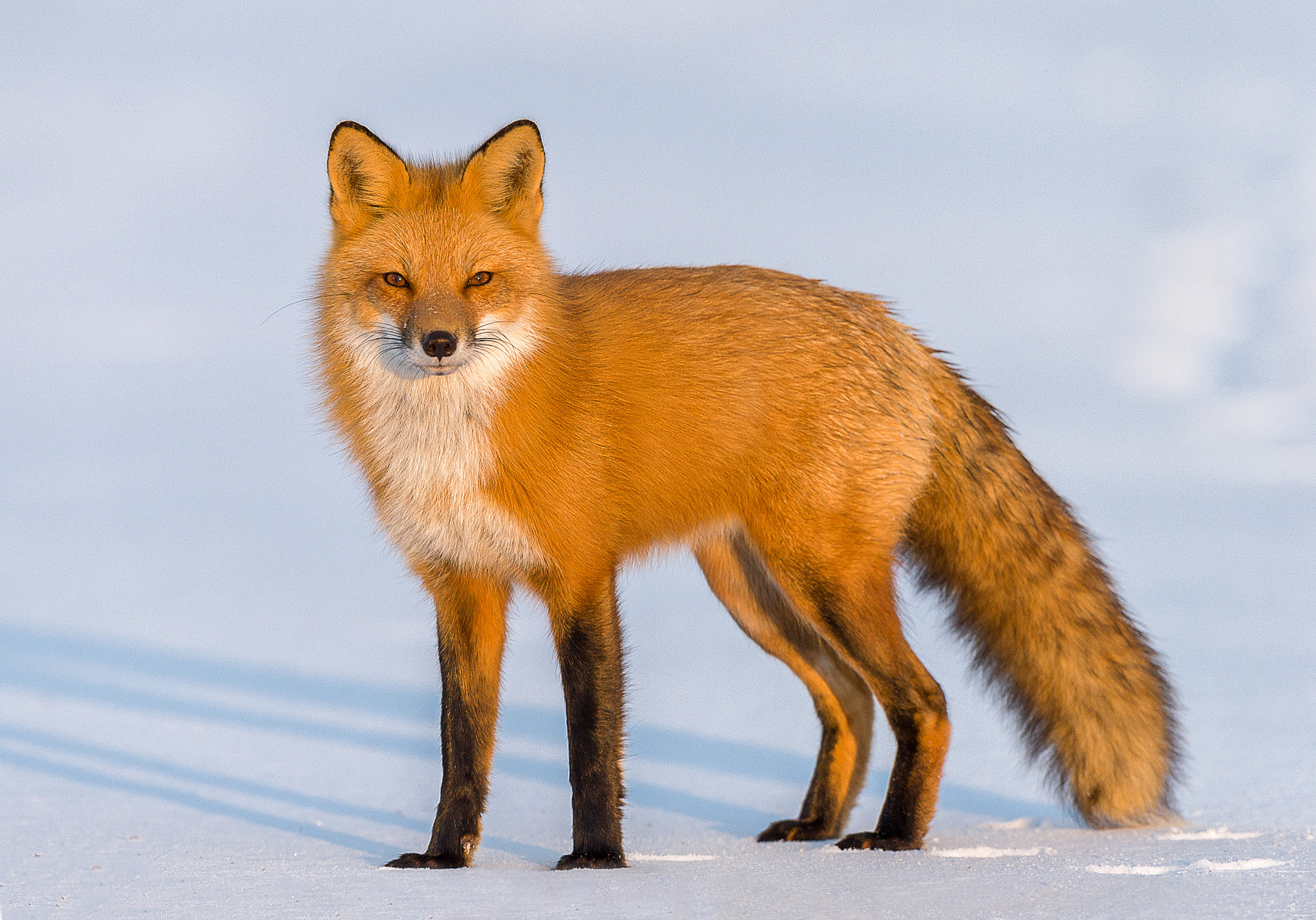 Nikon D3S + Nikon AF-S Nikkor 600mm F4G ED VR sample photo. Modifier modifier photography