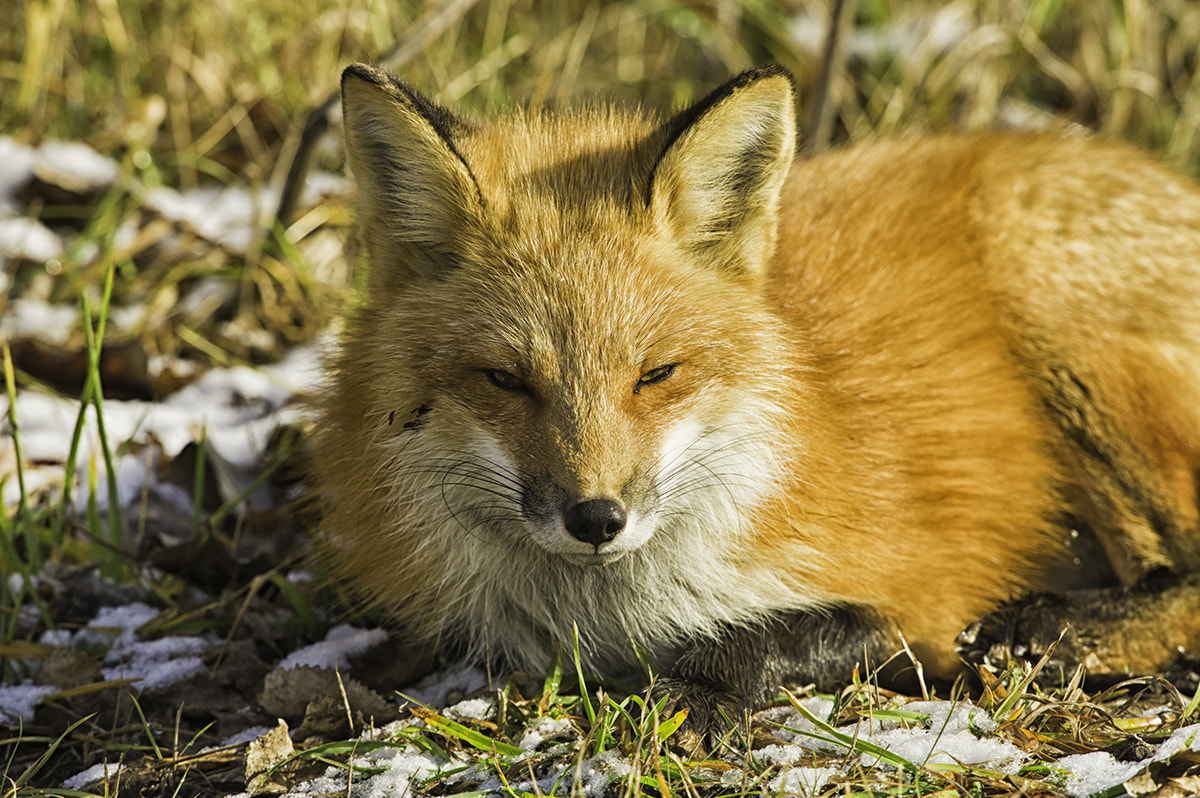 Nikon D3S + Nikon AF-S Nikkor 600mm F4G ED VR sample photo. Whozyvf dsc photography