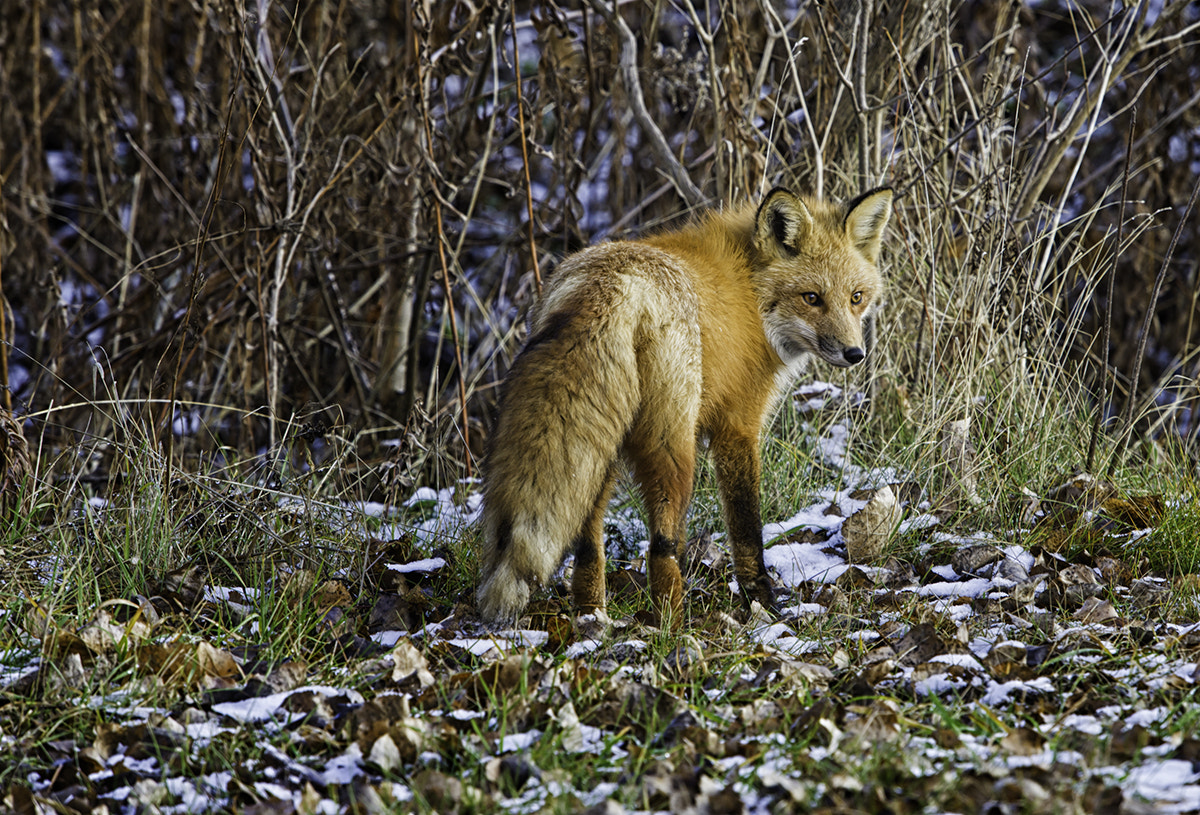 Nikon D3S + Nikon AF-S Nikkor 600mm F4G ED VR sample photo. Kcbehaqw dsc photography