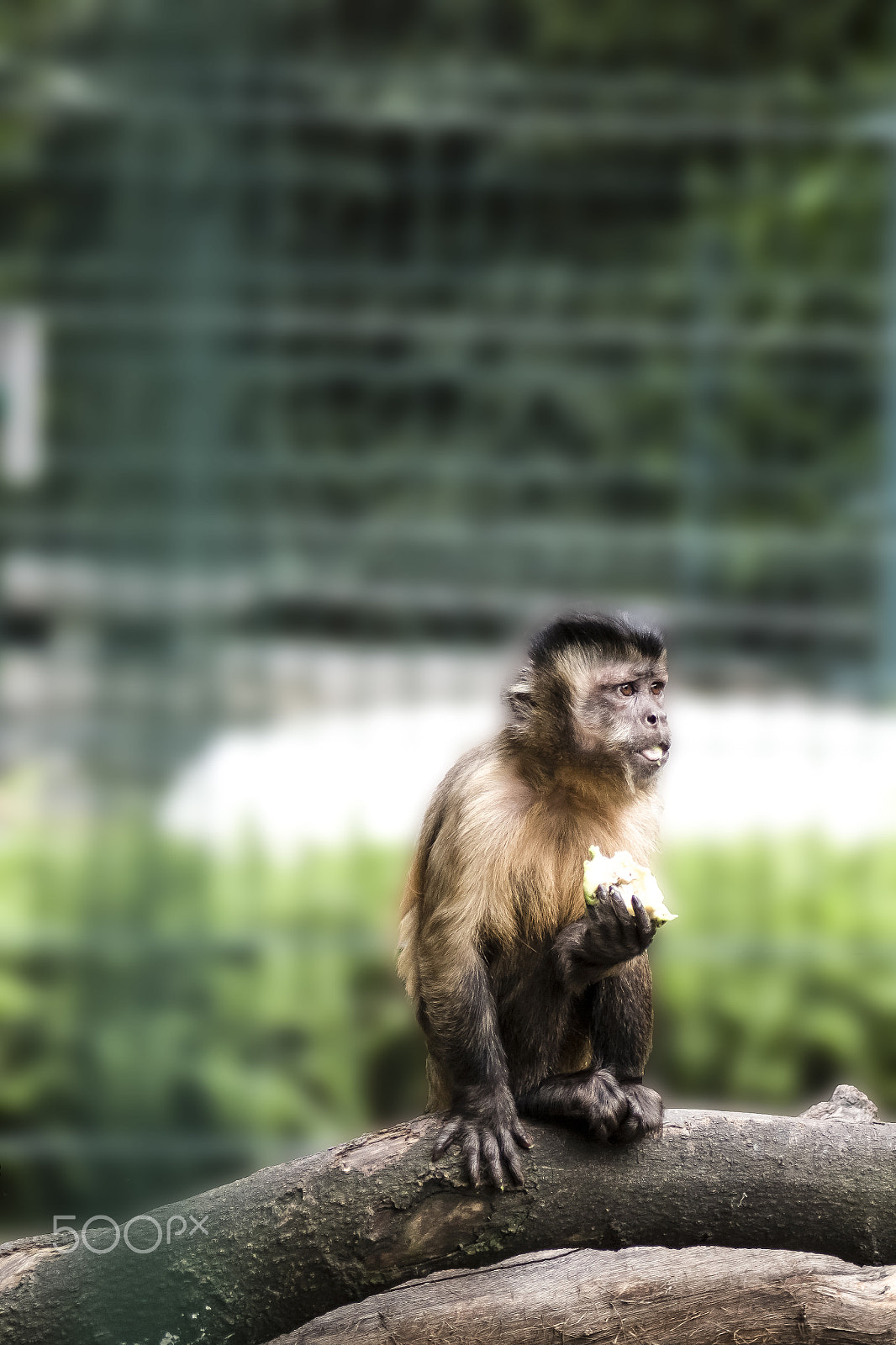 Canon EOS 700D (EOS Rebel T5i / EOS Kiss X7i) + Canon EF 28-80mm f/3.5-5.6 sample photo. Lil ape in the zoo photography