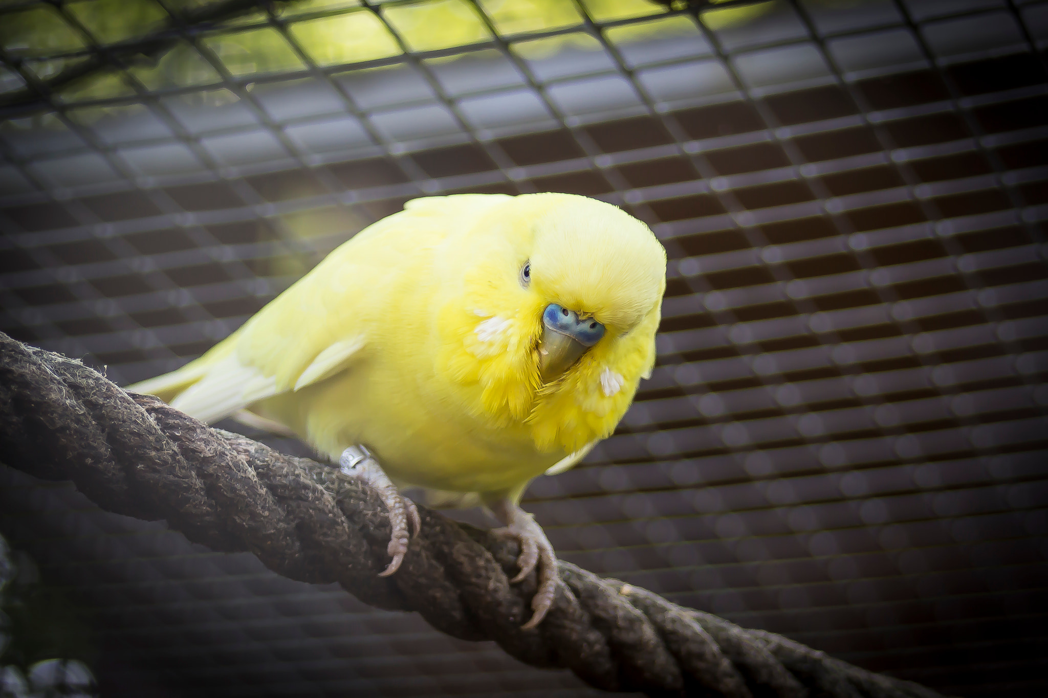 Canon EOS 700D (EOS Rebel T5i / EOS Kiss X7i) + Canon EF 28-80mm f/3.5-5.6 sample photo. Lil yellow bird photography