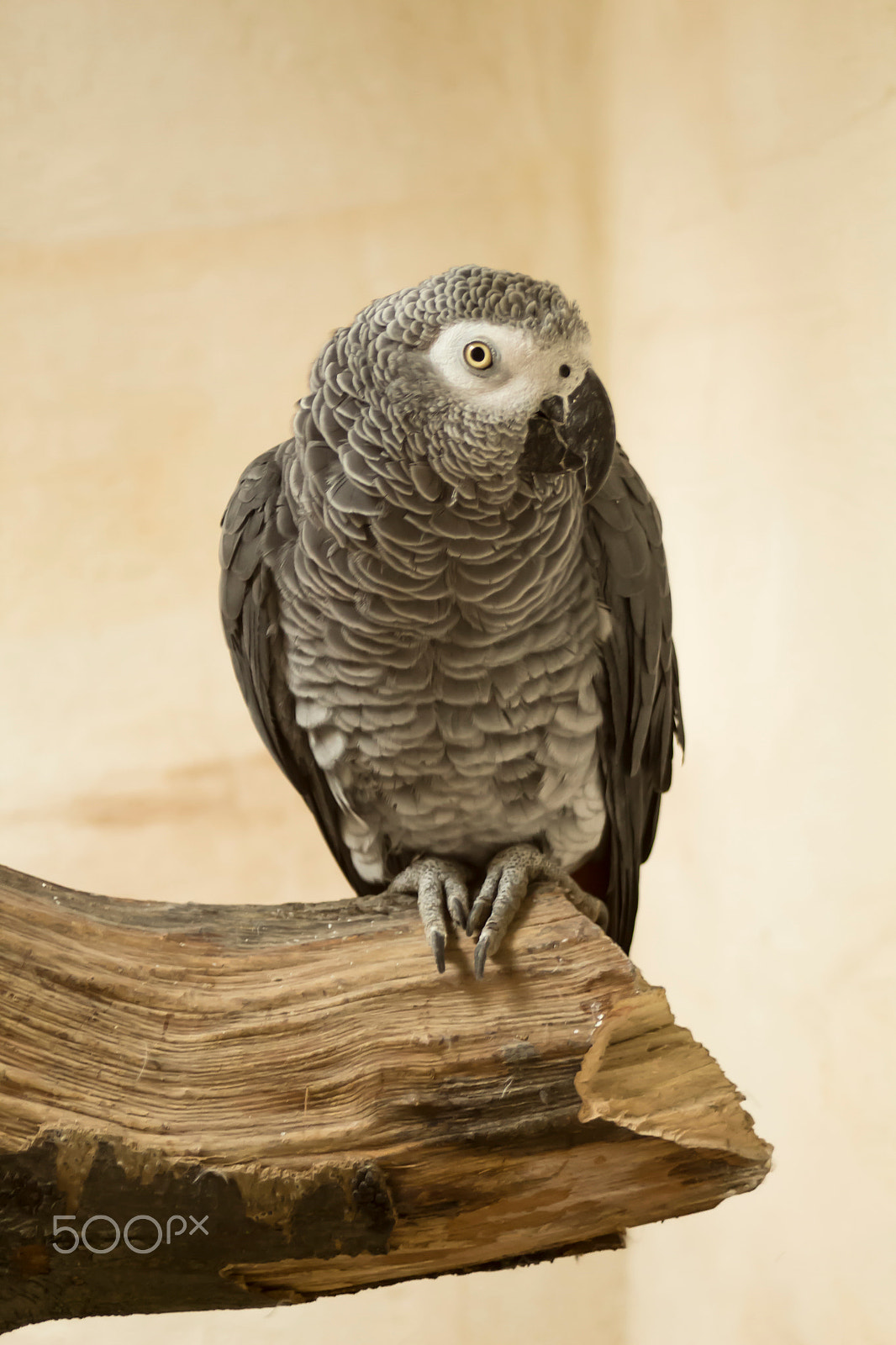 Canon EF 28-80mm f/3.5-5.6 sample photo. Parrot photography