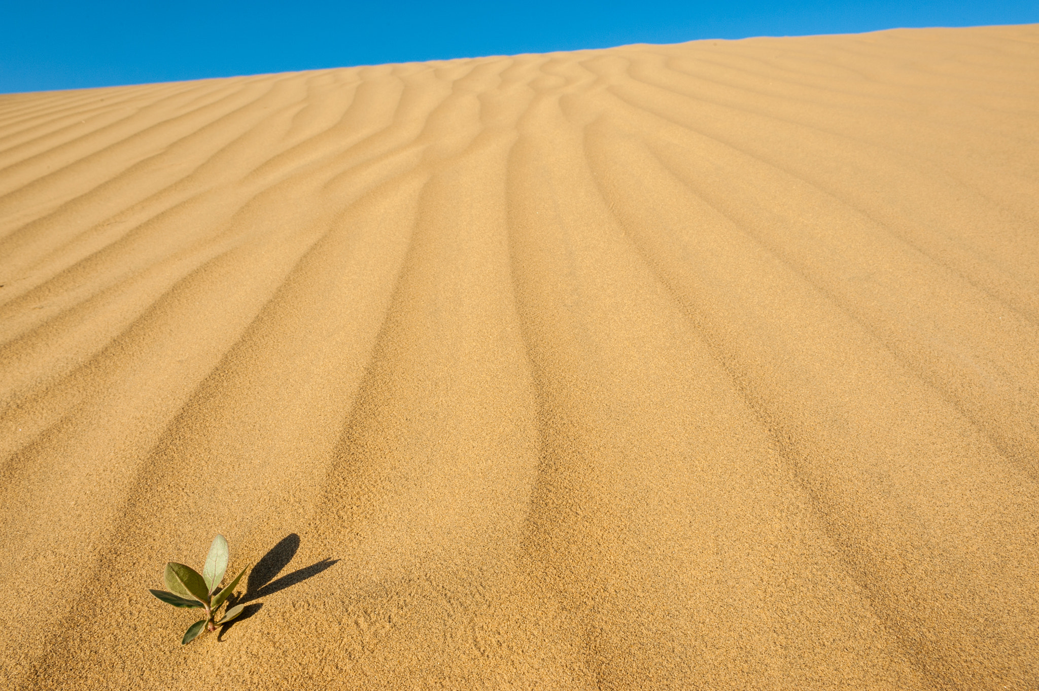 Nikon D700 + Nikon AF Nikkor 20mm F2.8D sample photo. Some times life is where you less expect it photography