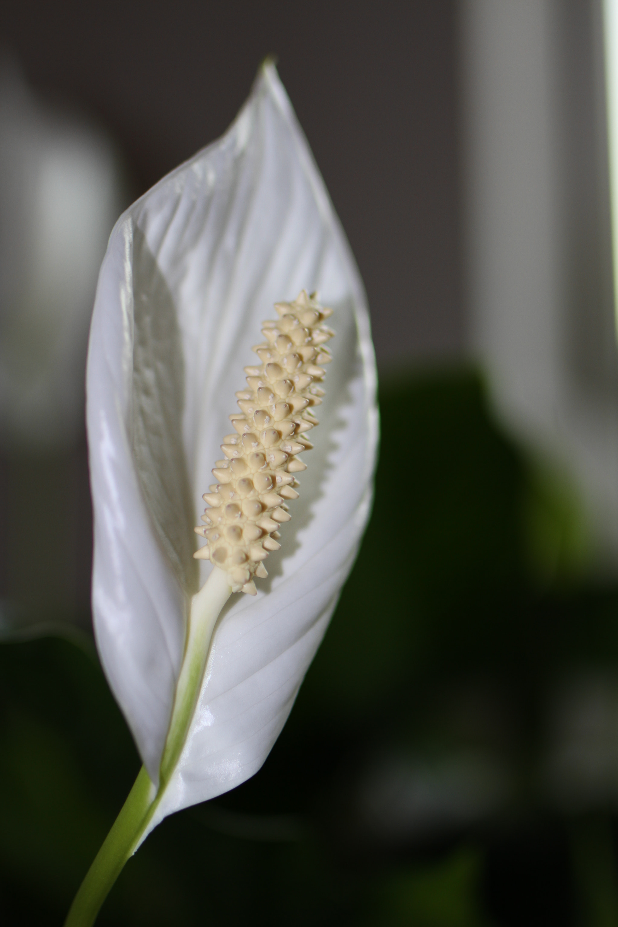 Tamron SP 35mm F1.8 Di VC USD sample photo. Flower photography