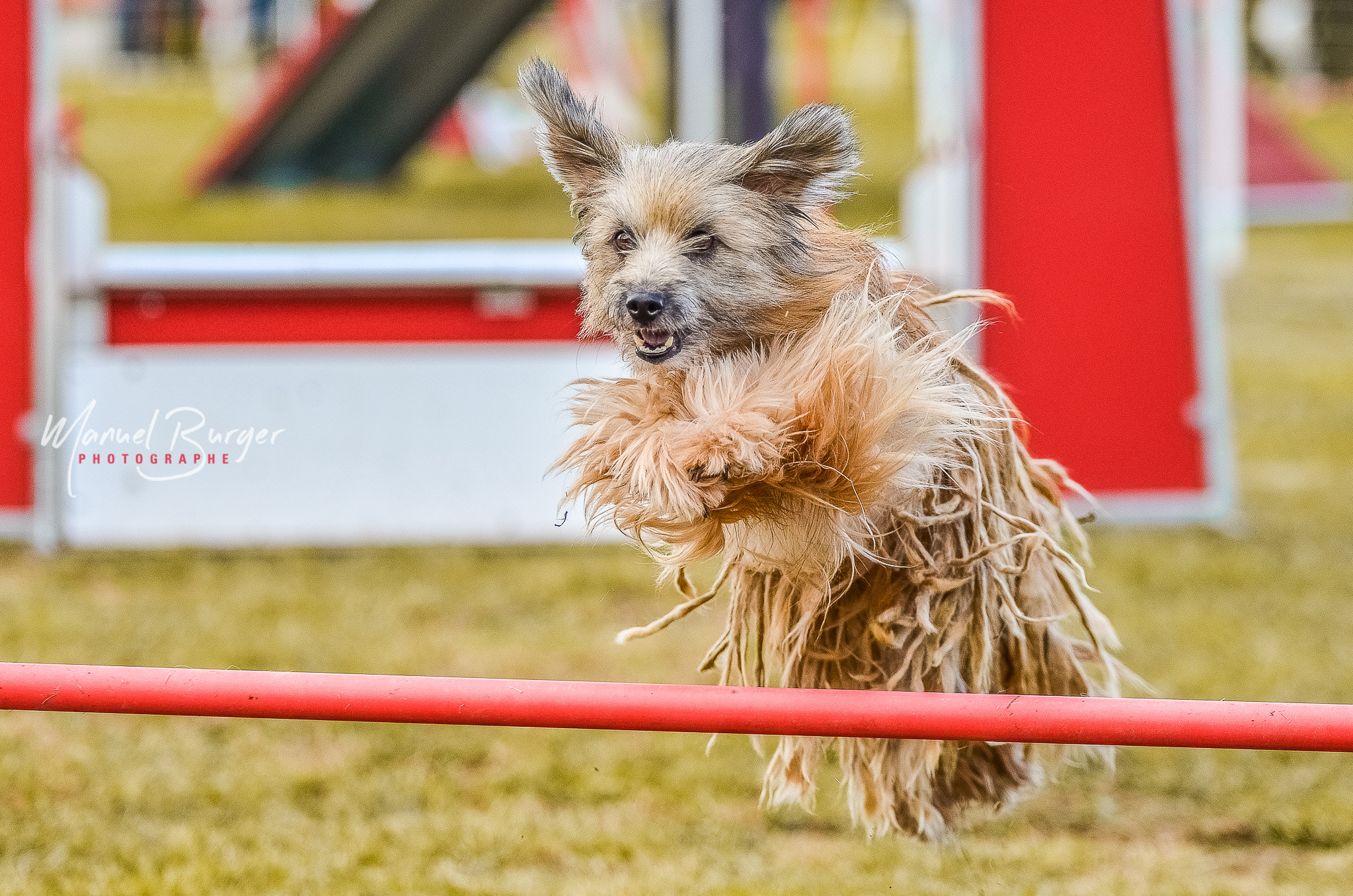 Tamron SP 70-200mm F2.8 Di VC USD sample photo. Havane concours agility photography