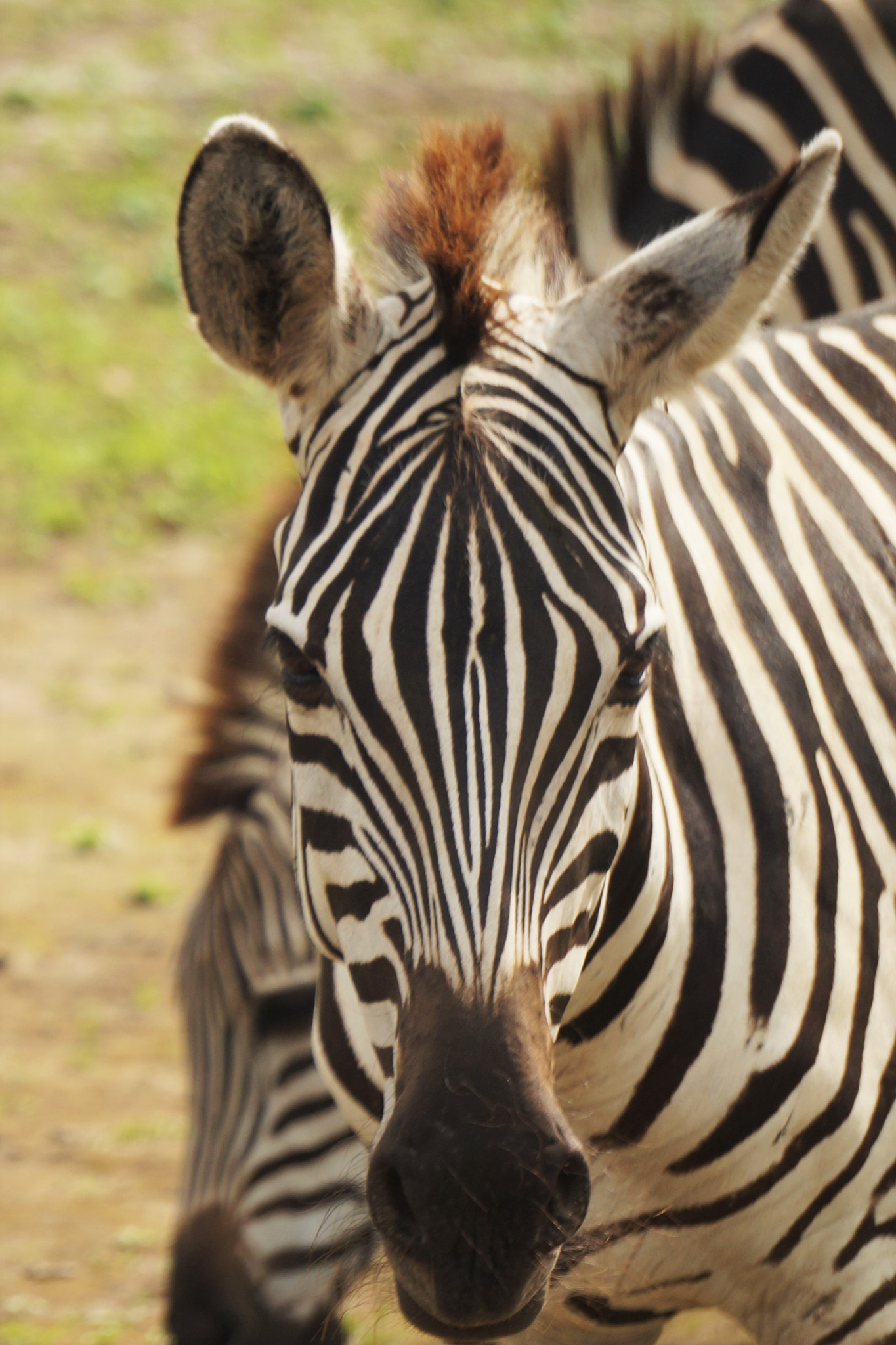 Sony Alpha NEX-3N + Sony FE 24-240mm F3.5-6.3 OSS sample photo. Animal print photography