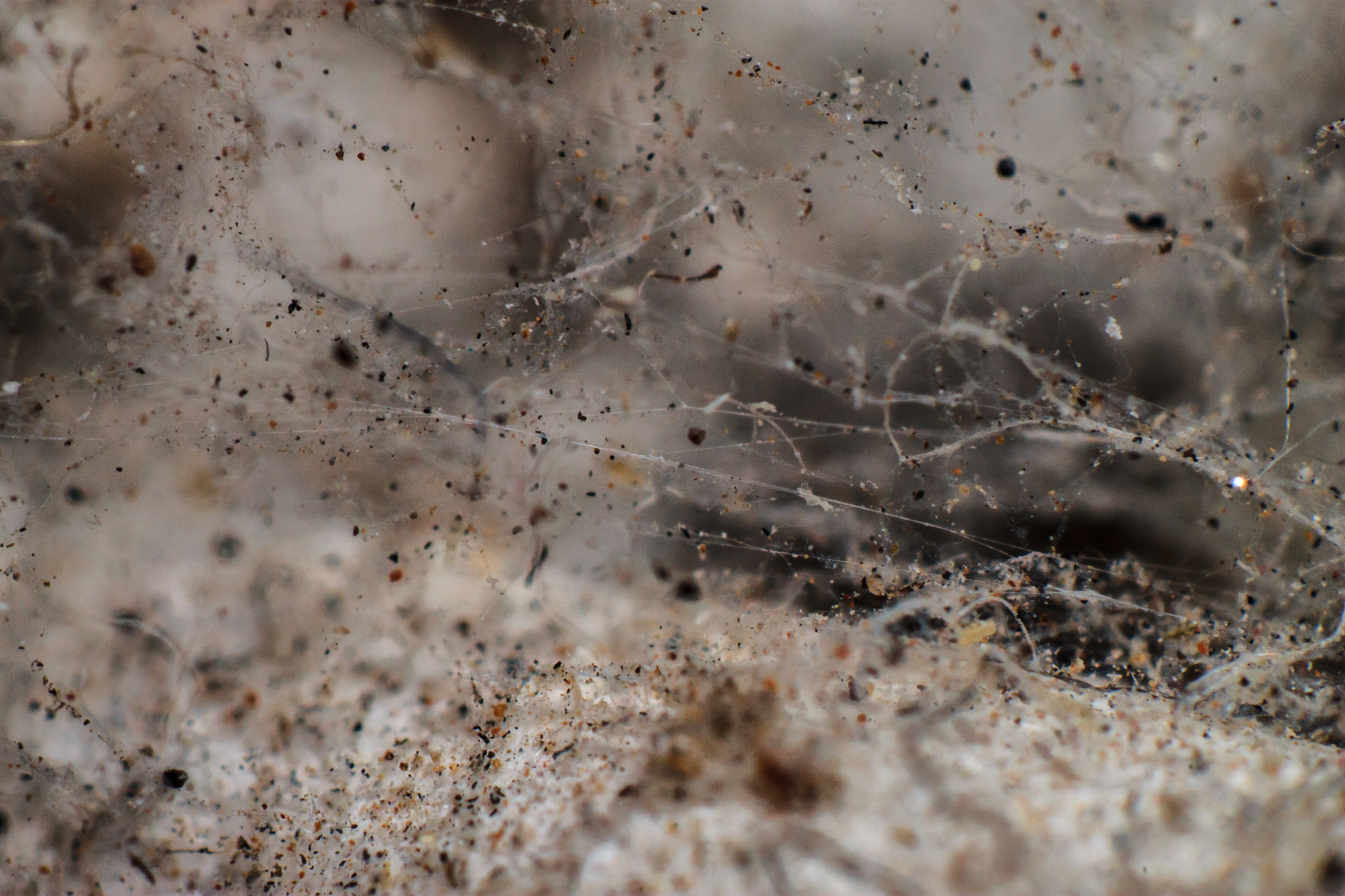 Canon EF 100-300mm F4.5-5.6 USM sample photo. Details on a spider web photography