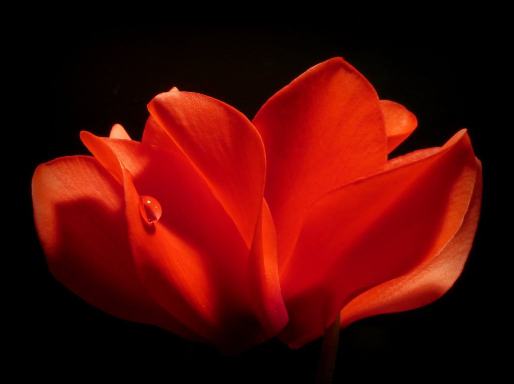 Passion and Love ... by Herbert Pregel on 500px.com