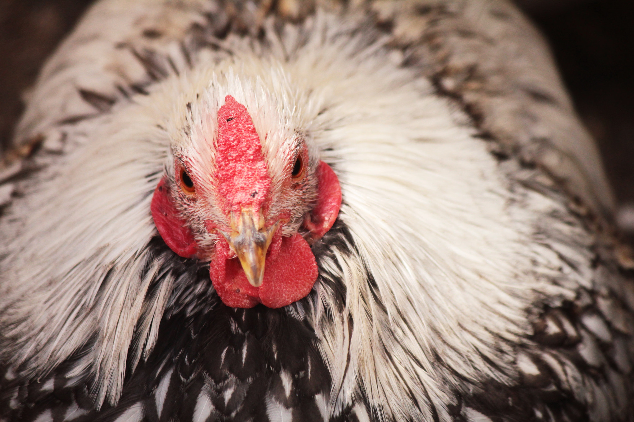 Canon EF-S 55-250mm F4-5.6 IS II sample photo. Silver lace wyandotte photography