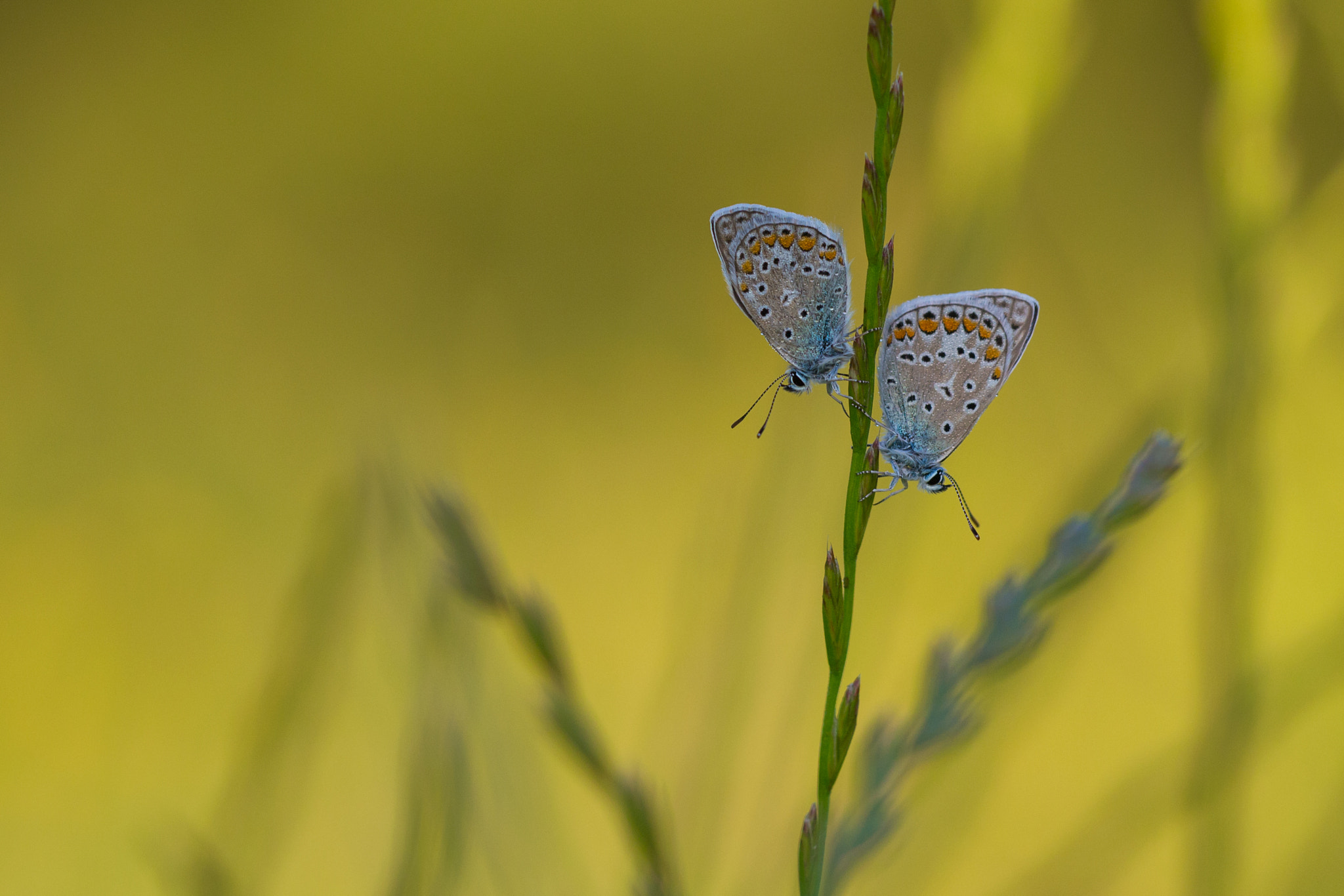 Nikon D3100 + Sigma 150mm F2.8 EX DG Macro HSM sample photo. Doubleshot photography