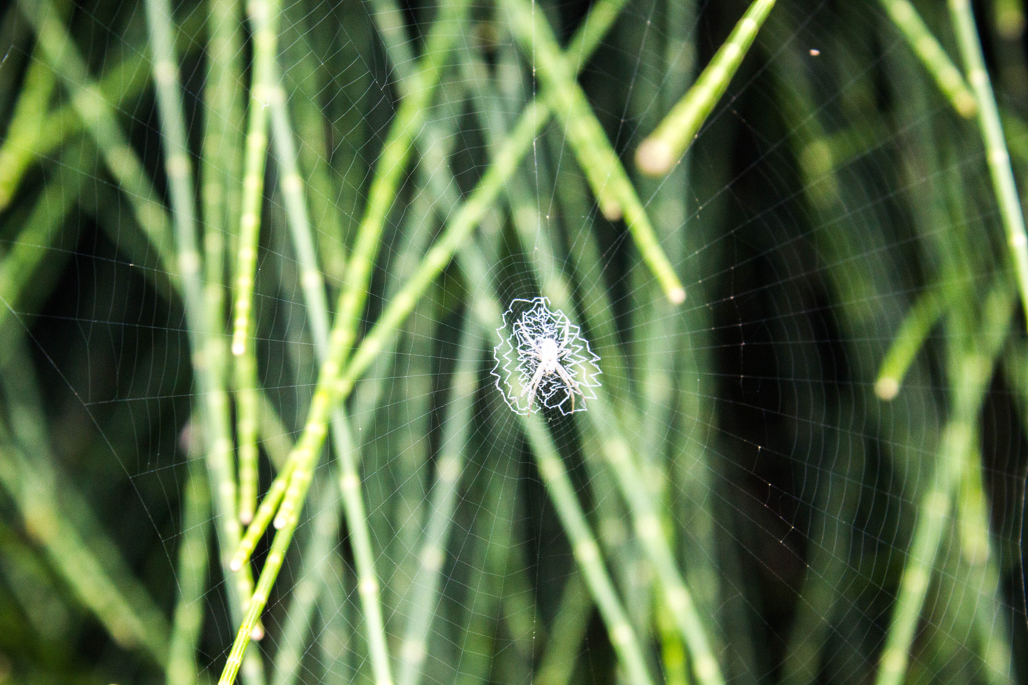 Canon EOS 550D (EOS Rebel T2i / EOS Kiss X4) sample photo. Small spider photography