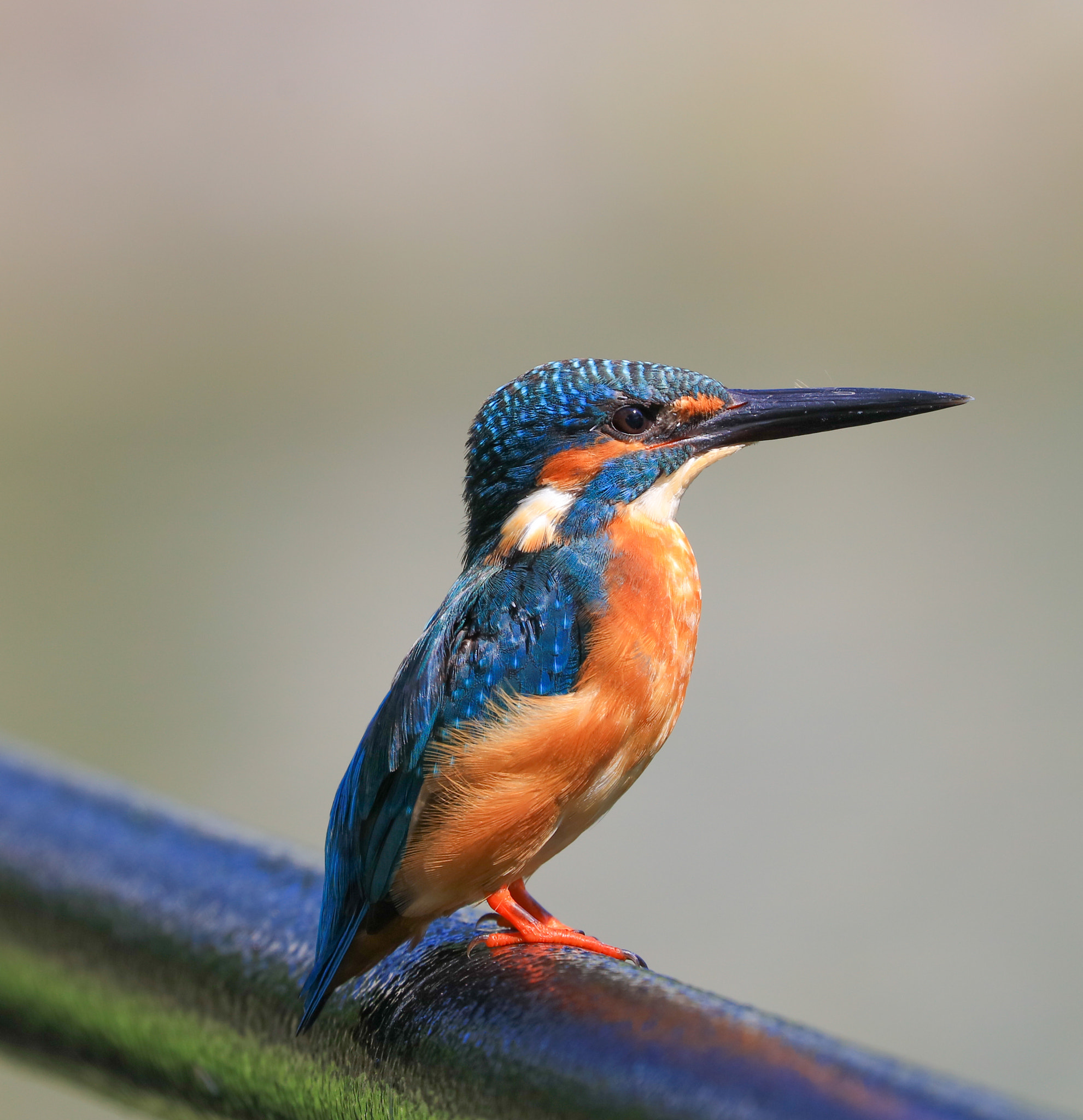 Canon EOS 5DS sample photo. Kingfisher photography