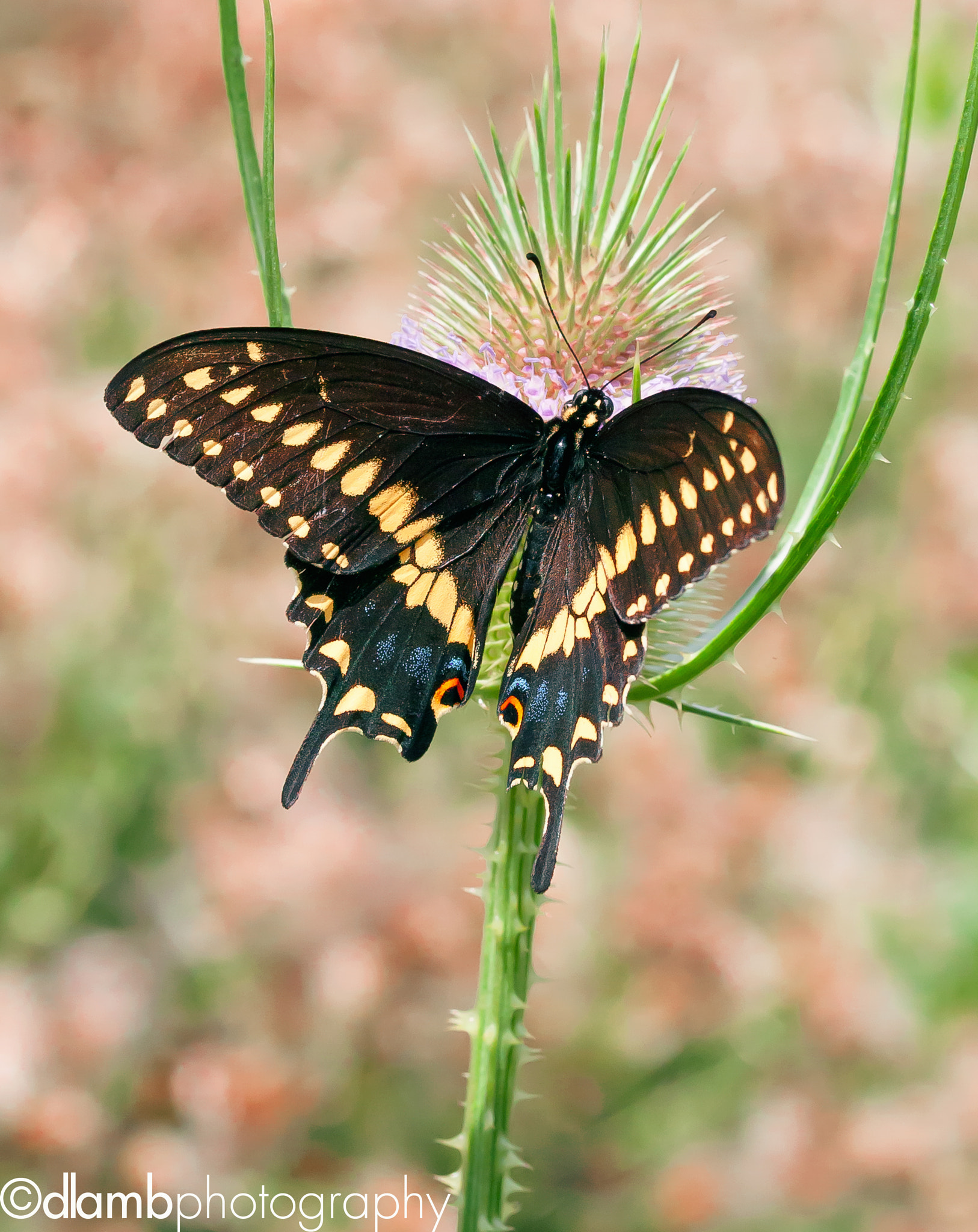 Canon EF-S 60mm F2.8 Macro USM sample photo. Black swallowtail photography