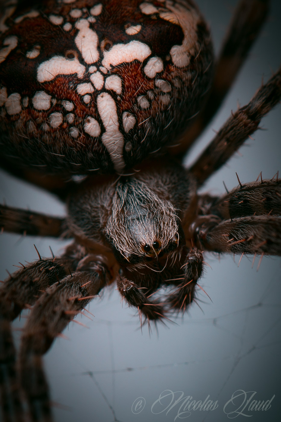 Canon EOS 6D + Canon EF 100mm F2.8L Macro IS USM sample photo. Spider photography