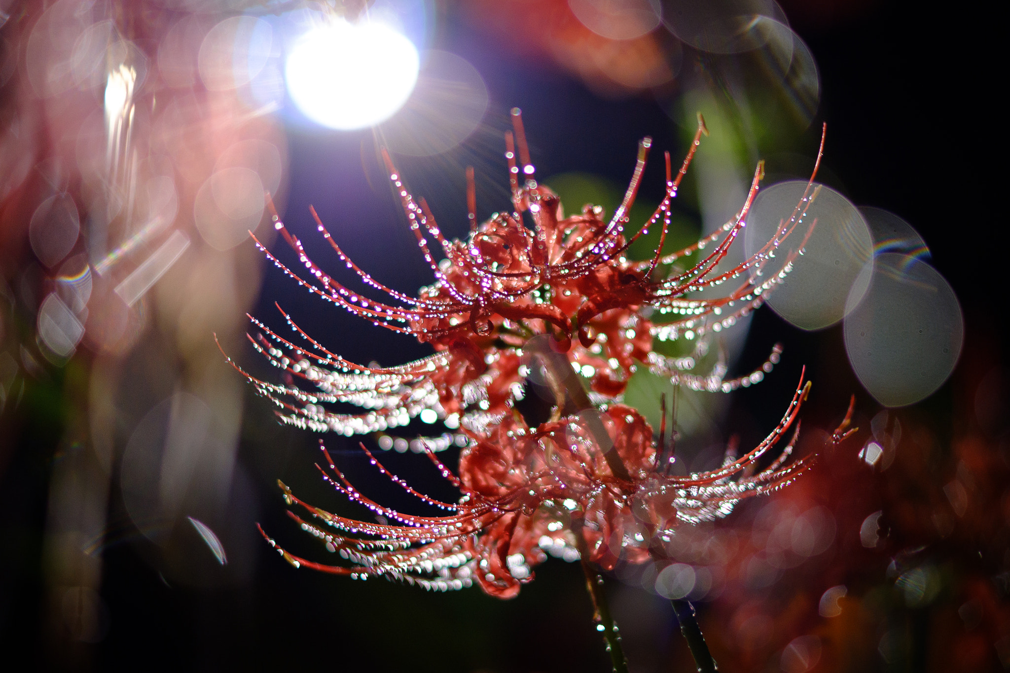 Fujifilm X-A1 sample photo. Red spider lilys photography
