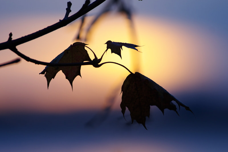 Pentax smc DA* 300mm F4.0 ED (IF) SDM sample photo. Autumn sunrise photography
