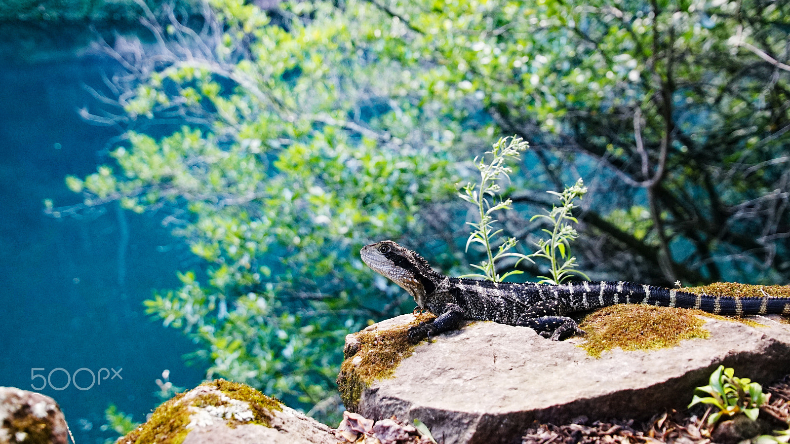 Sony a7 + Tamron 16-300mm F3.5-6.3 Di II VC PZD Macro sample photo. 51. sunbathing photography