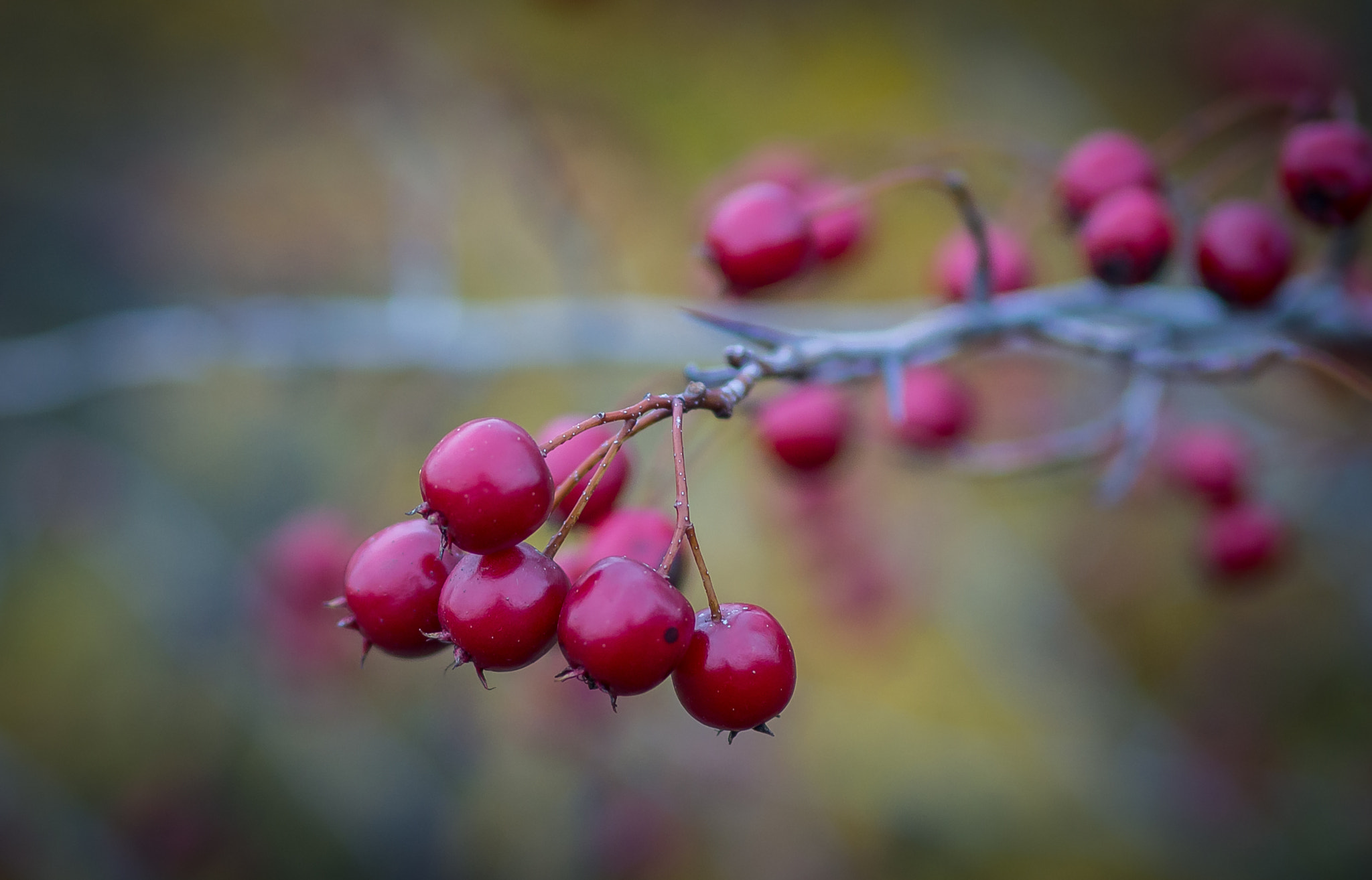 Olympus OM-D E-M10 + Sigma 30mm F1.4 DC DN | C sample photo