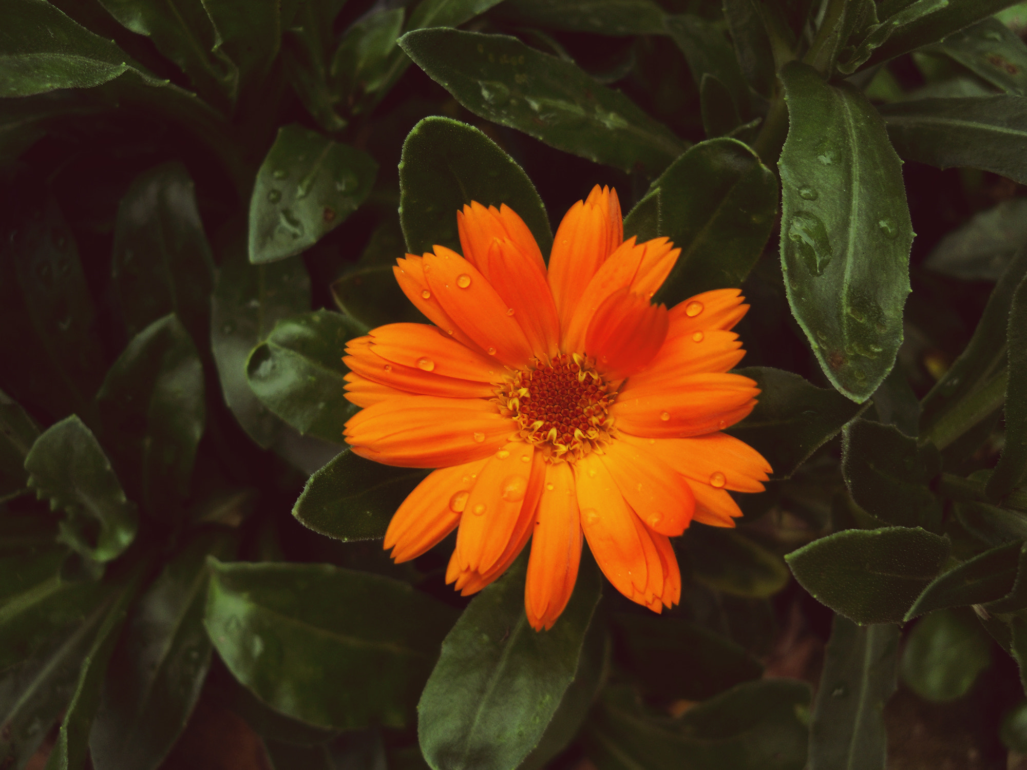 Samsung ES20/ VLUU ES20/  SL35 sample photo. After the rain photography