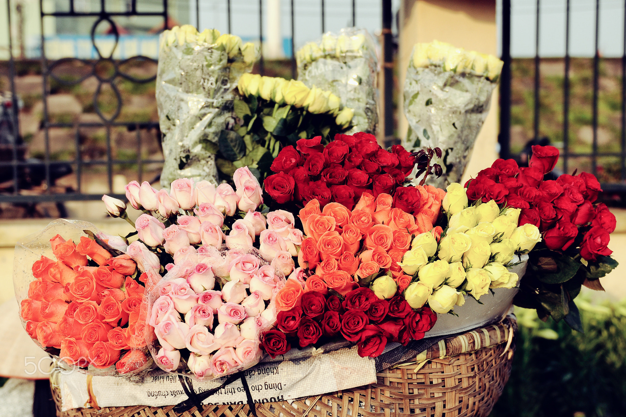 Roses on the bicycle at the flower market