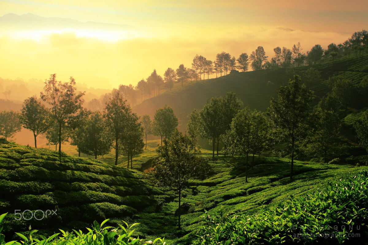 Canon EF 17-40mm F4L USM sample photo. Good morning munnar. photography
