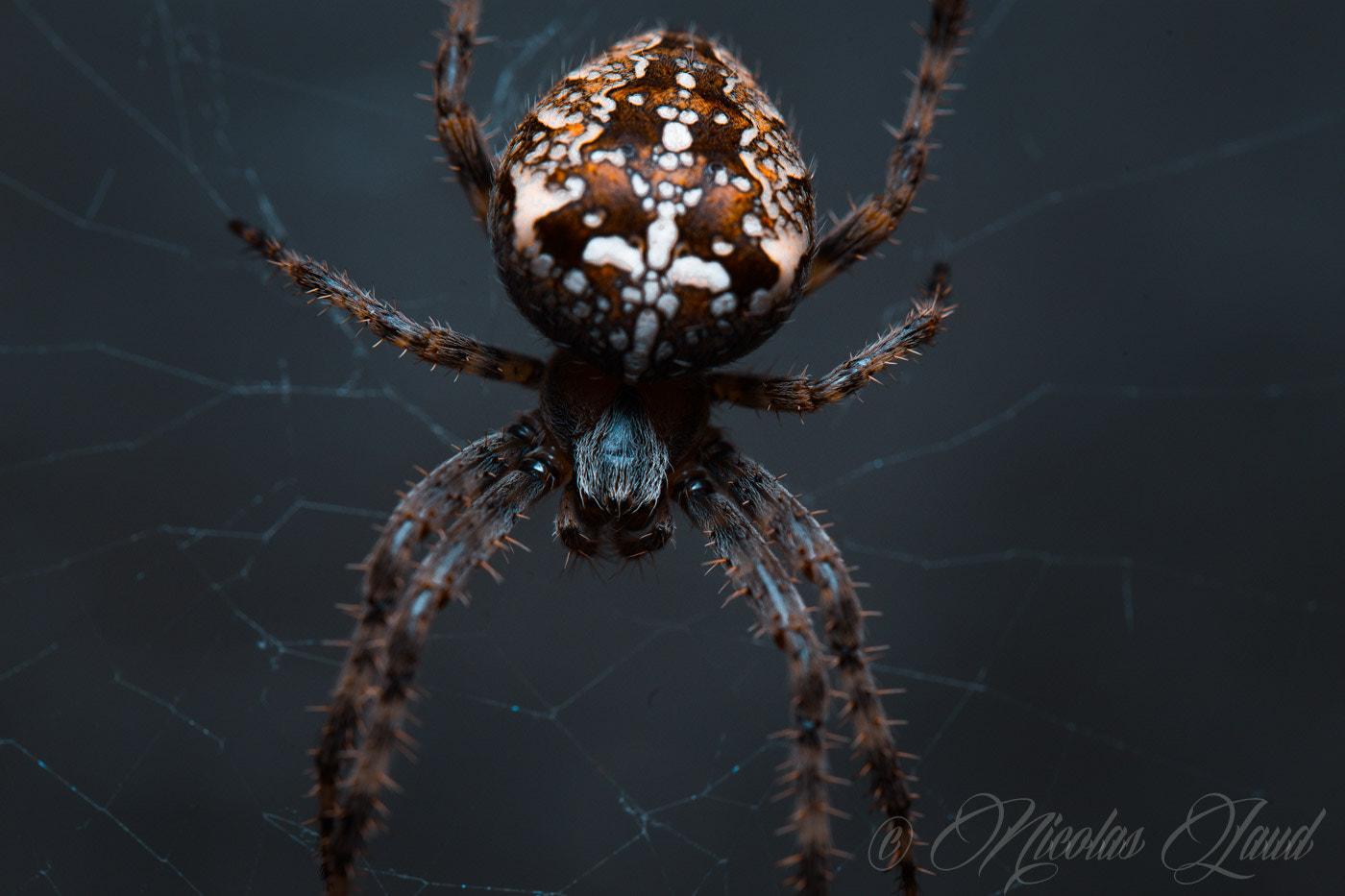 Canon EOS 6D + Canon EF 100mm F2.8L Macro IS USM sample photo. Spider photography