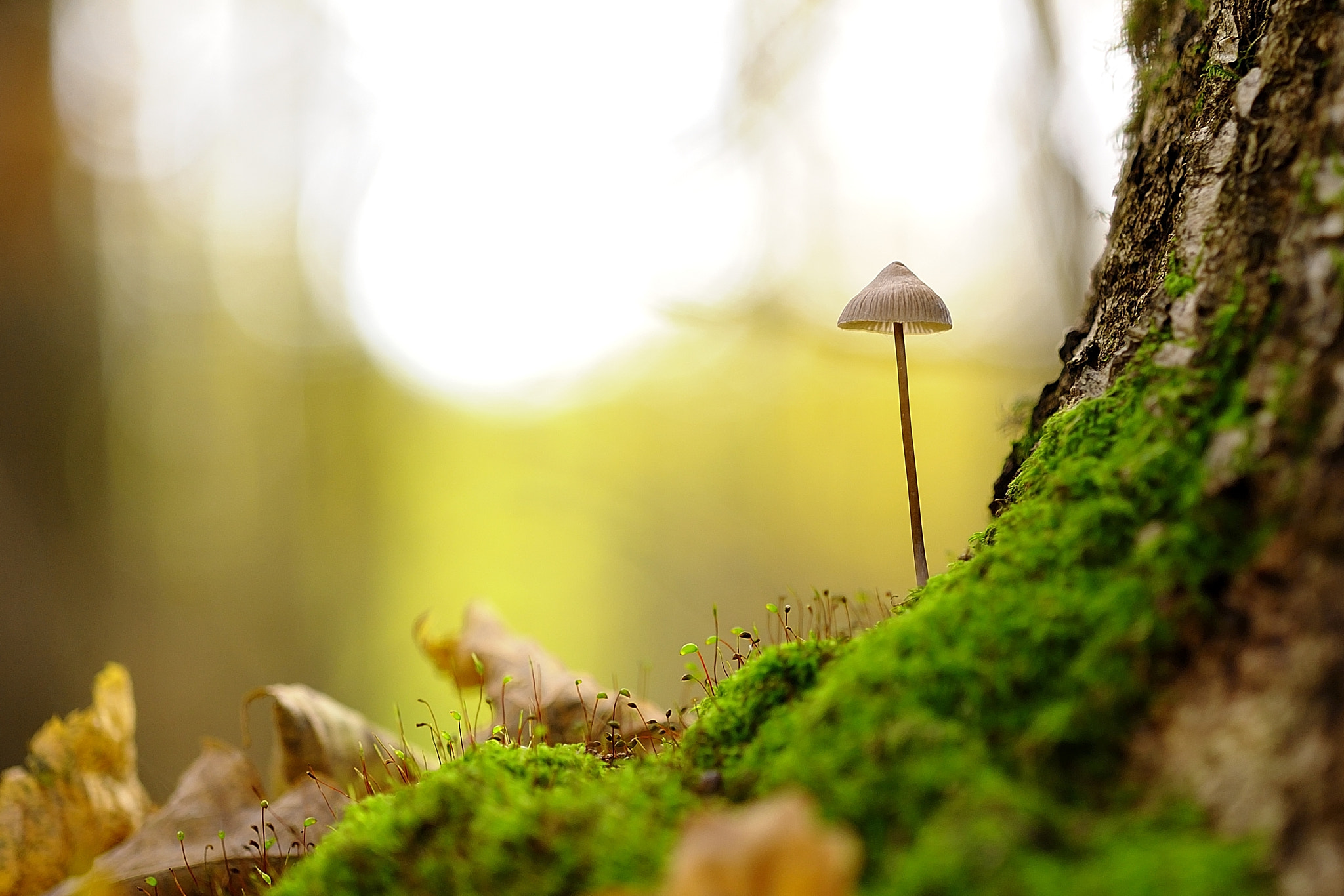 Nikon D3S sample photo. Microcosm, микромир photography