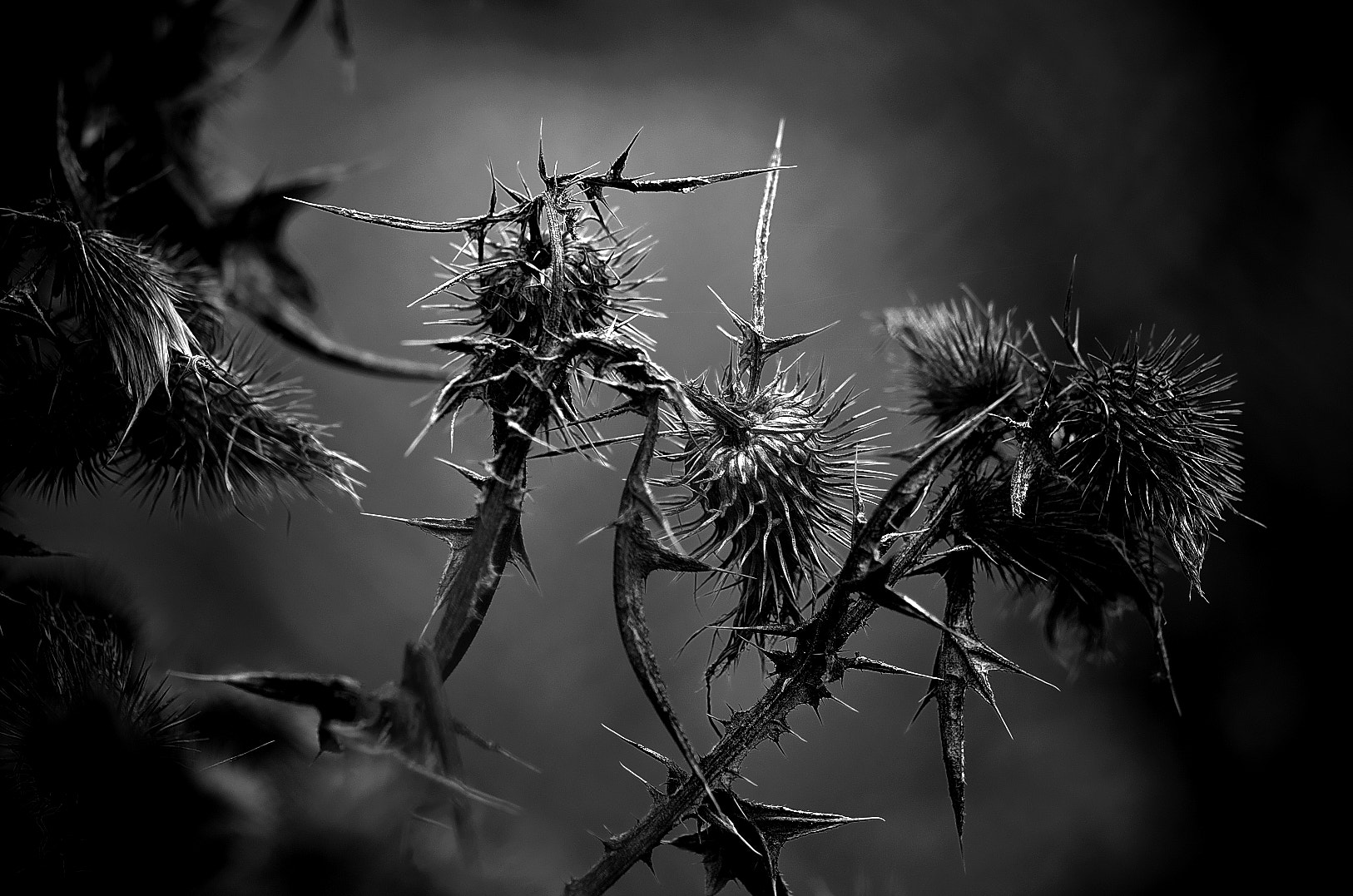 Pentax K-50 + Pentax smc D-FA 100mm F2.8 Macro WR sample photo. Bull thistle photography