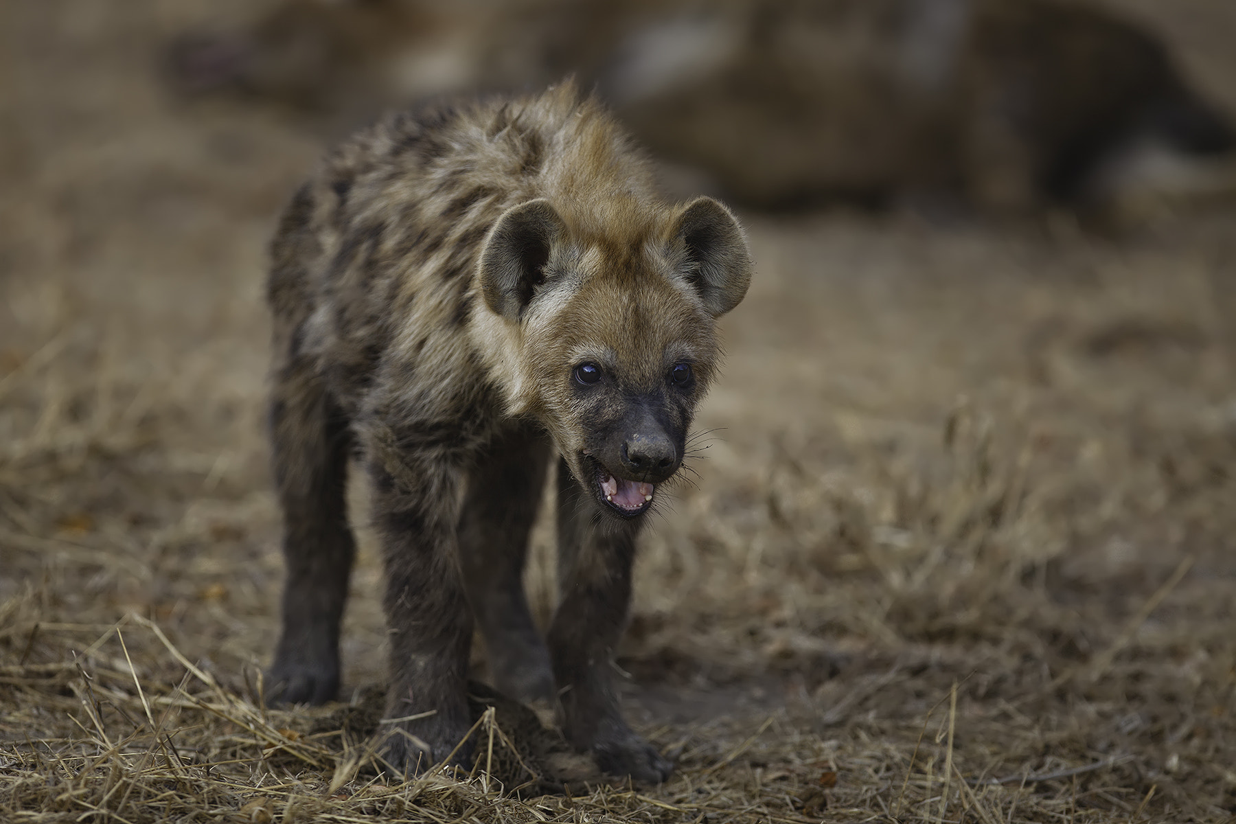 Canon EOS 5D Mark II + Canon EF 300mm F2.8L IS USM sample photo. Young hyena photography