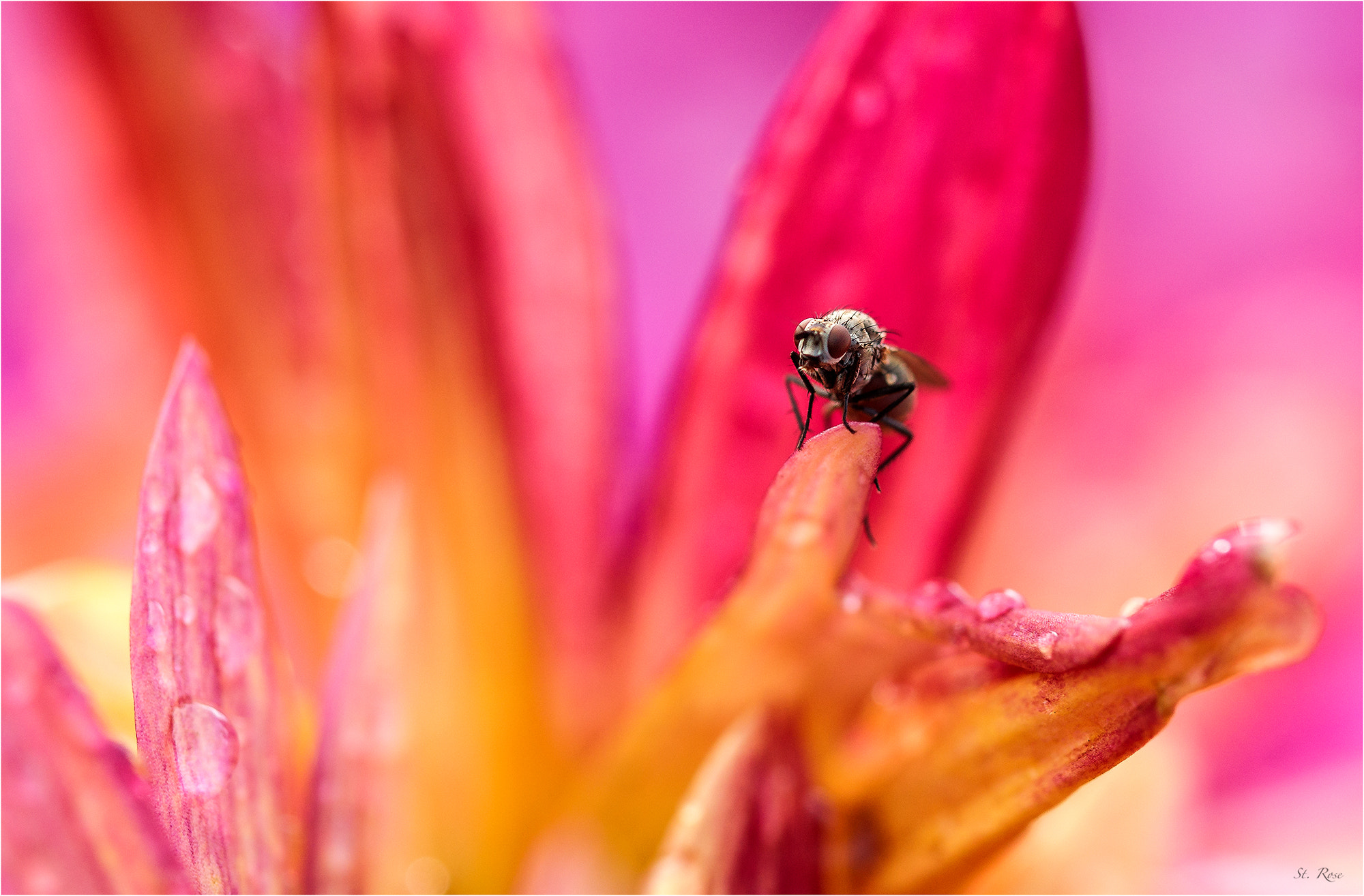 Sony Alpha DSLR-A500 + 90mm F2.8 Macro SSM sample photo. Sitting fly photography