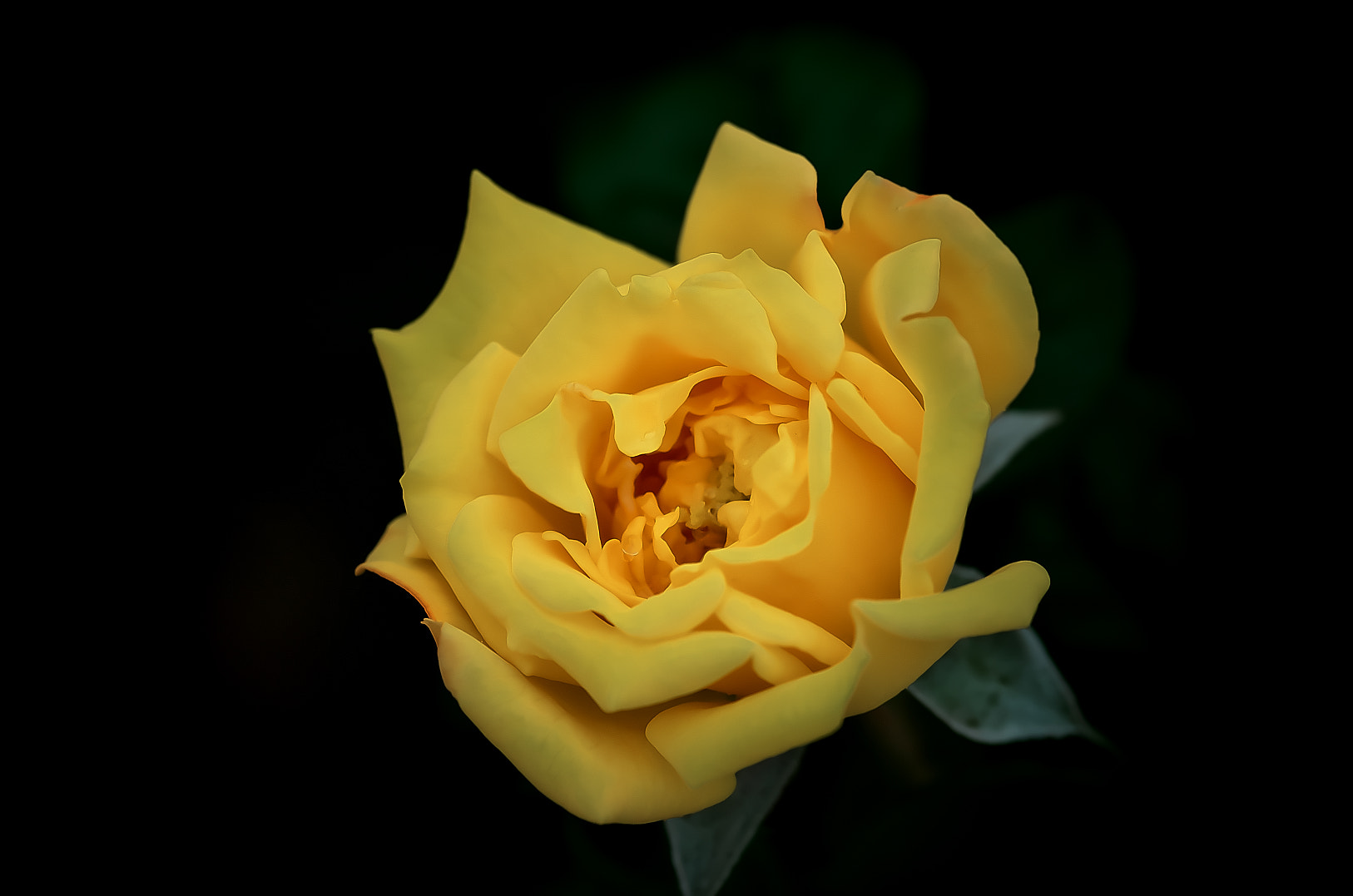 Pentax K-50 + Pentax smc D-FA 100mm F2.8 Macro WR sample photo. Yellow rose photography