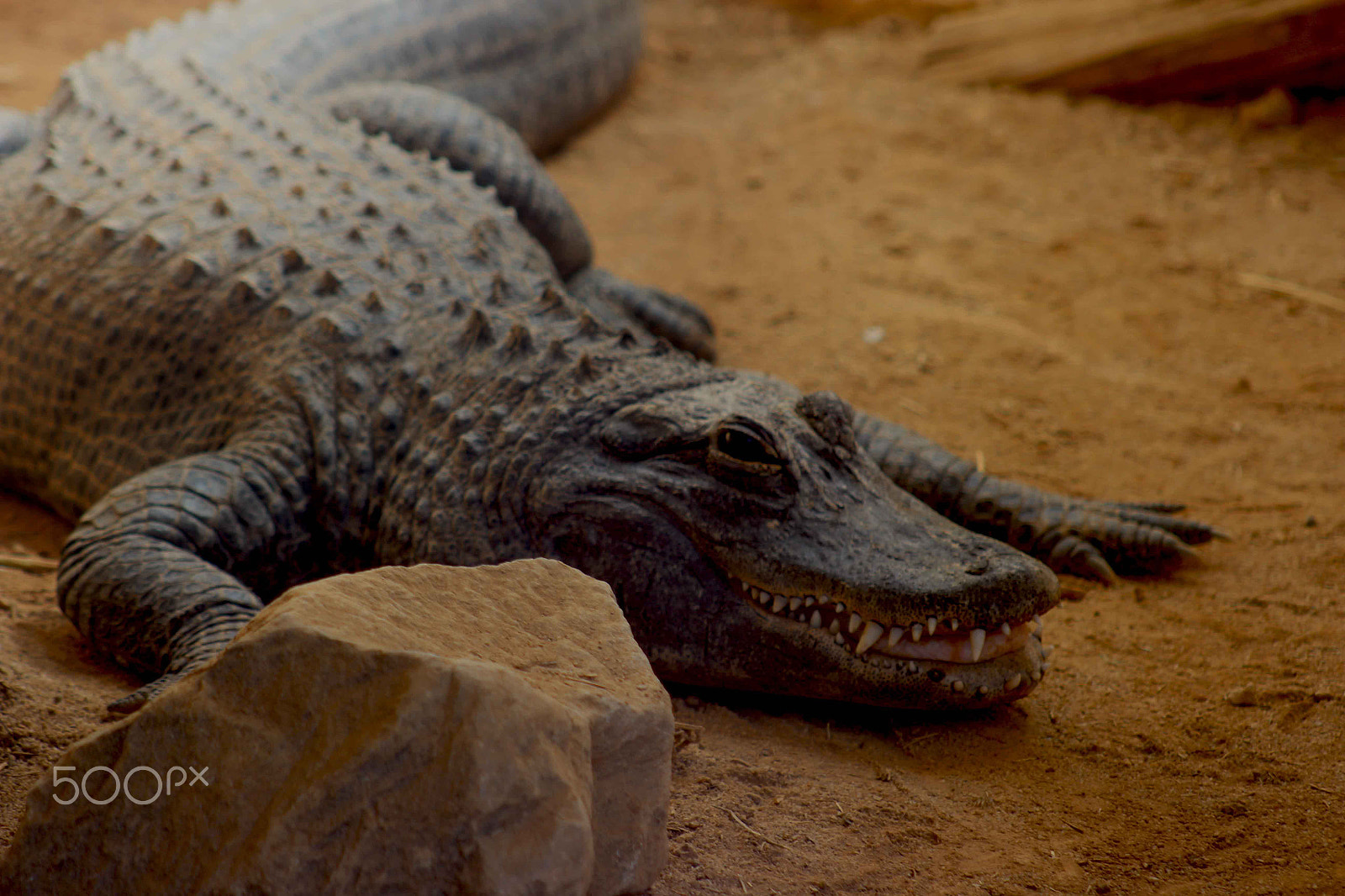 Canon EF 75-300mm f/4-5.6 USM sample photo. ...away from us... photography