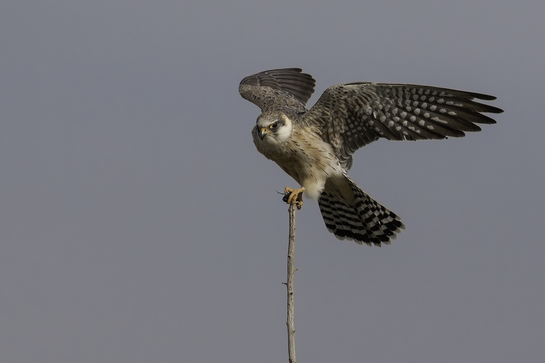 Canon EF 300mm F2.8L IS USM sample photo. Kestrel photography